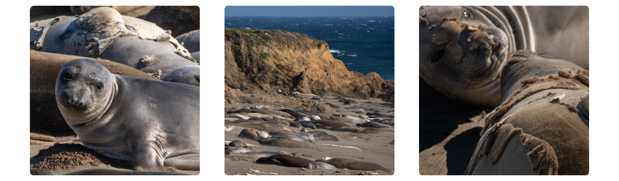 From left to right: a northern elephant seal with a smooth new gray coat resting among molting animals, the colony spread across the sand below the bluff at Piedras Blancas, and a seal with sheets of old fur curling back from its face and shoulder.