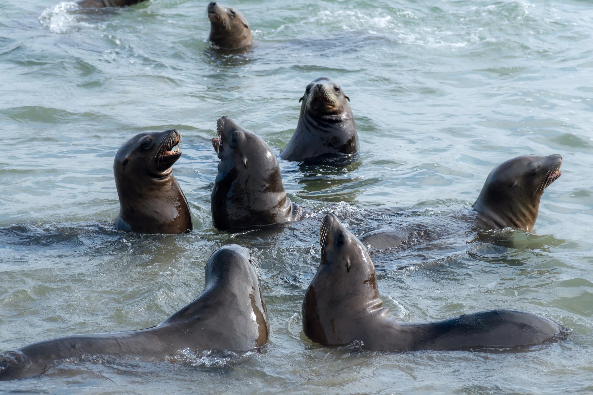 A group of California sea lions in the water, some with open mouths, engaging in social behavior.