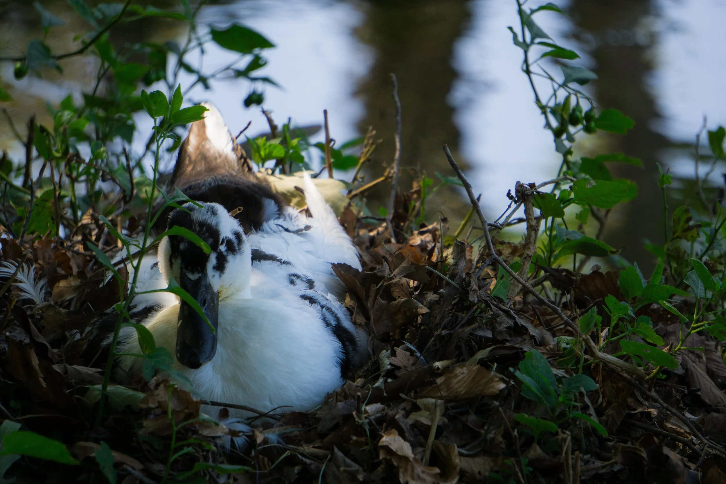 A duck resting among leaves and branches near Roaring Spring, Pennsylvania.