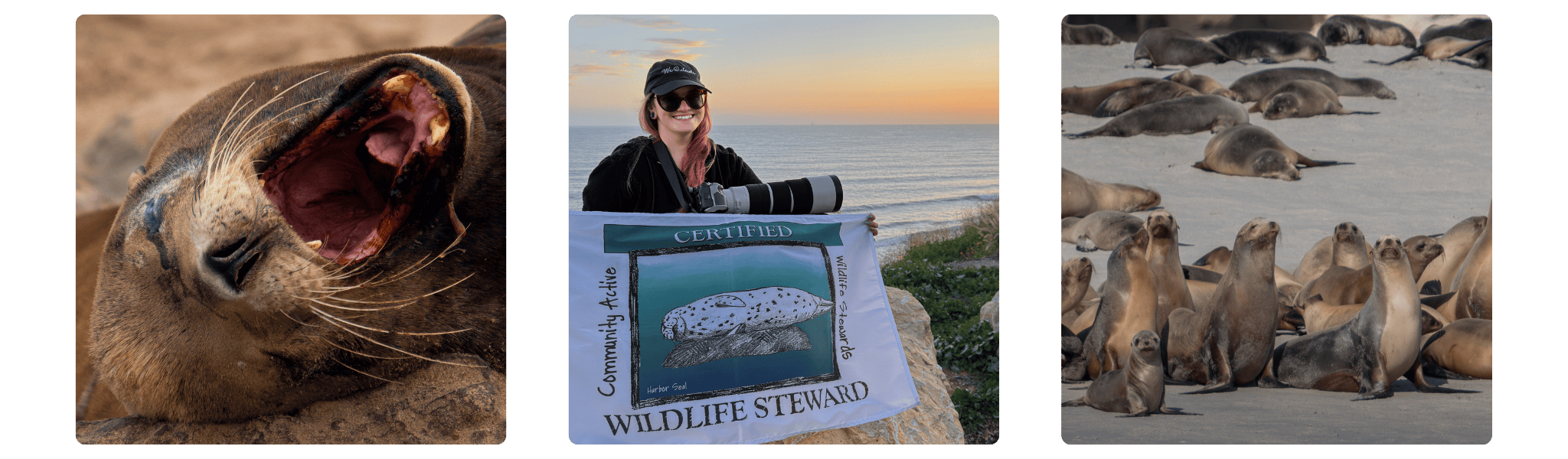 A trio of images. From left to right: a close up of a sea lion with it's mouth open wide for the camera, Alexis Noelle sits behind a "certified wildlife steward" flag with her camera, a colony of sea lions at Point Bennett during a recent trip.