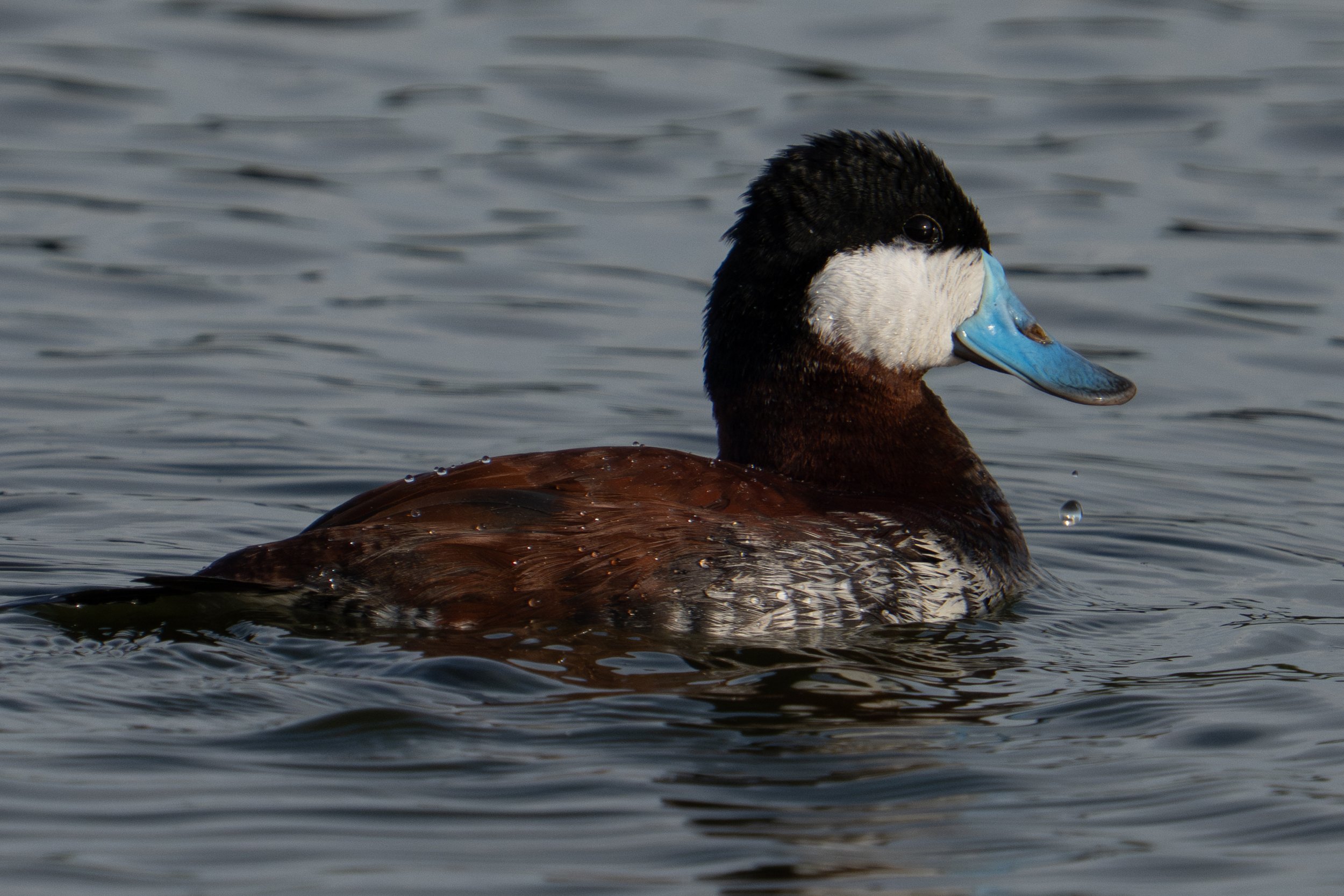 ruddy-duck-saltnoelle.jpg