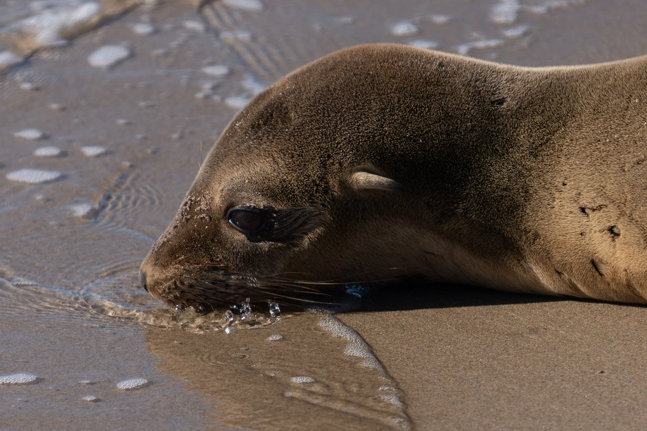 A California sea lion pup rests in shallow water at the shoreline.