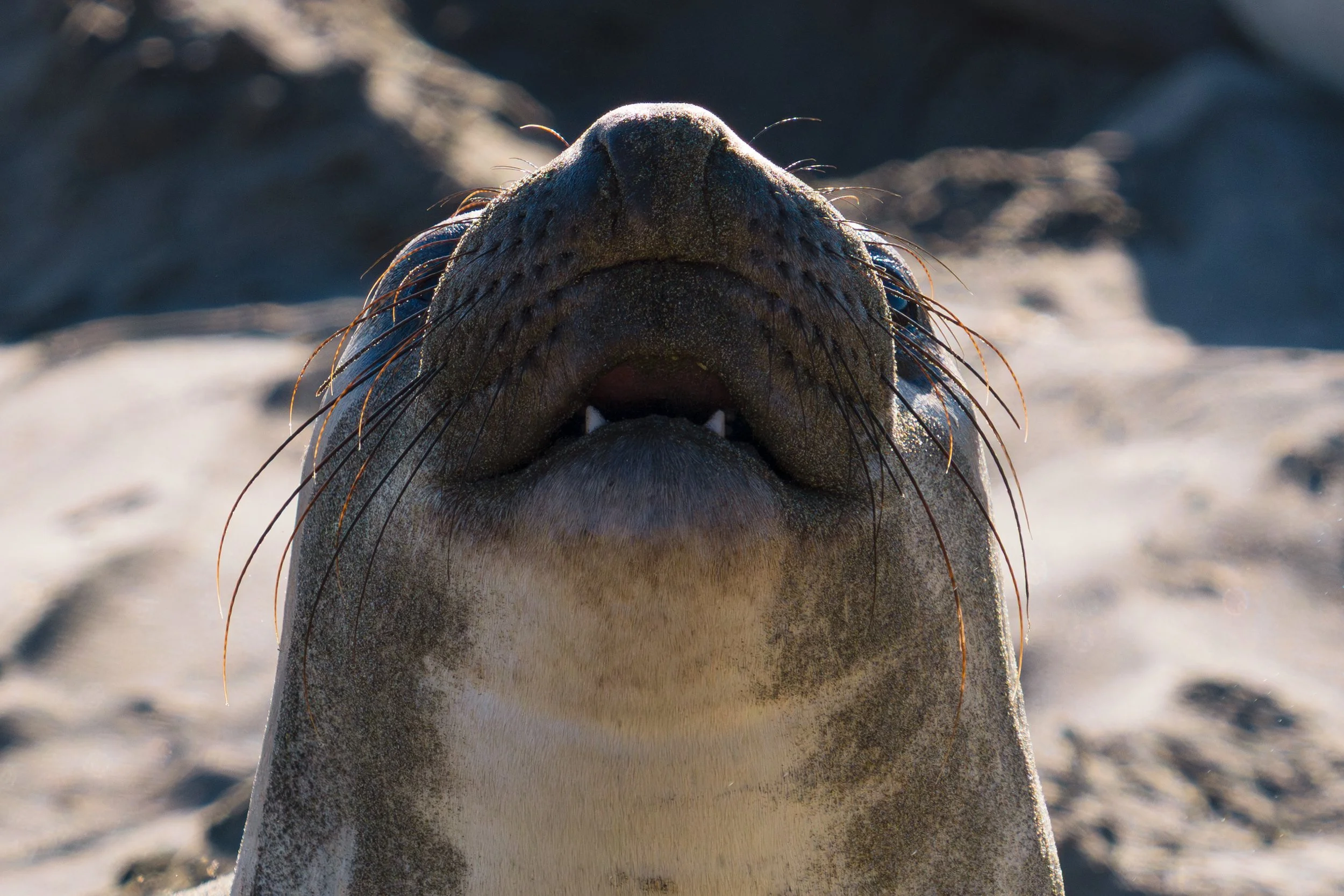 elephant-seal-nose-closeup.jpg