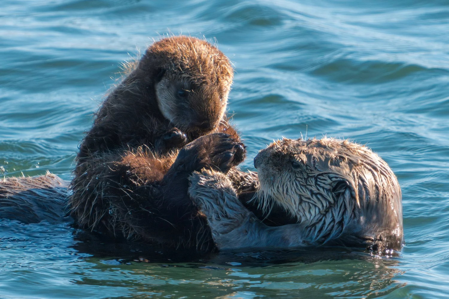 A sea otter pup curled on its mother's chest in Morro Bay.