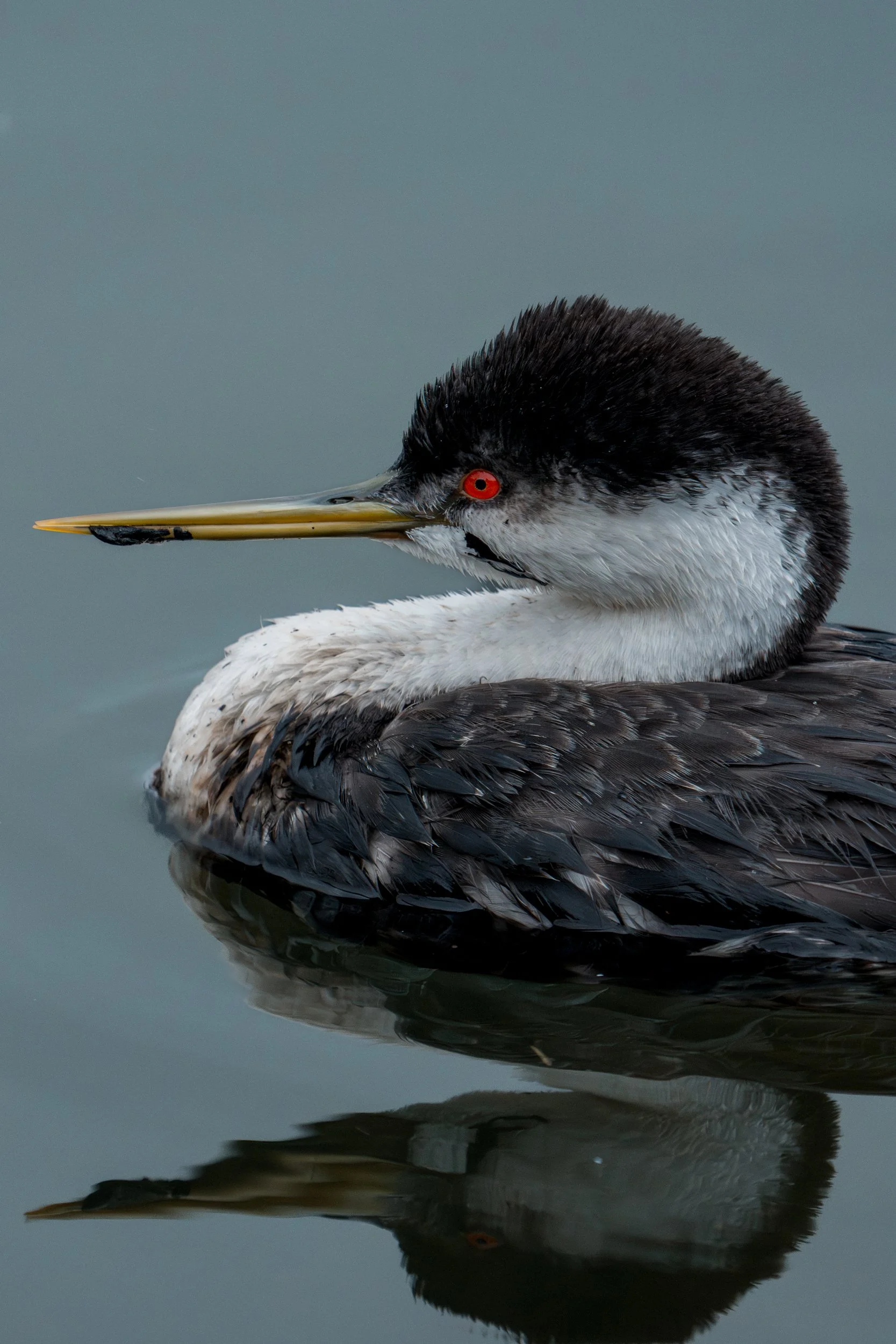 A close-up of a bird with black and white feathers, a long yellow beak, and red eyes, floating on water with its reflection visible.