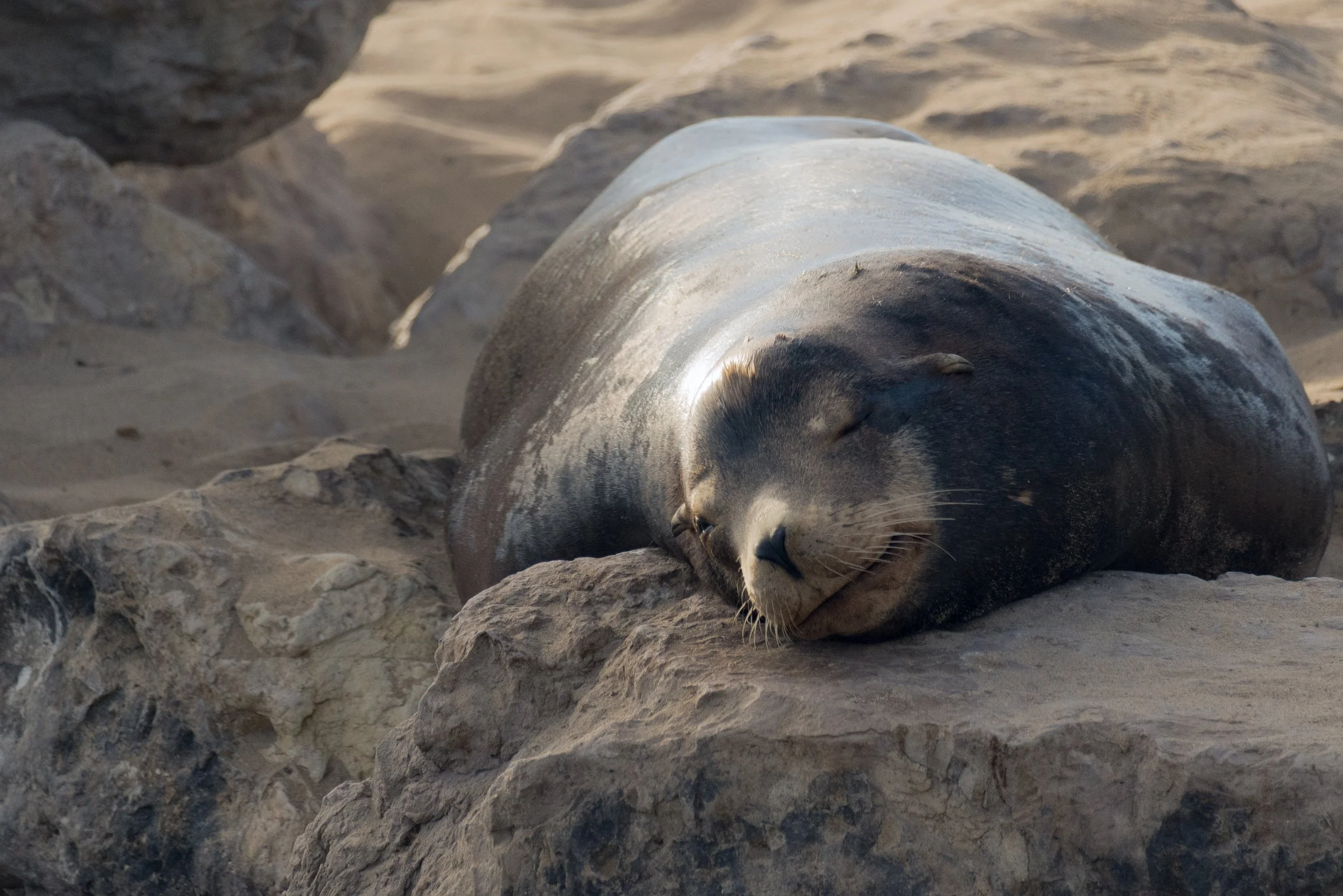 Nap Time for Sea Lion.jpg