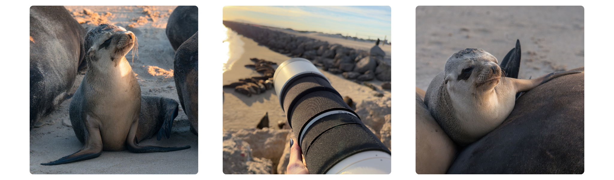 From left to right: the first pup sitting alone on the sand, a view of my 200–600mm lens maintaining a respectful distance per our Admire from Afar methodology, and the same pup seeking warmth atop the colony pile.
