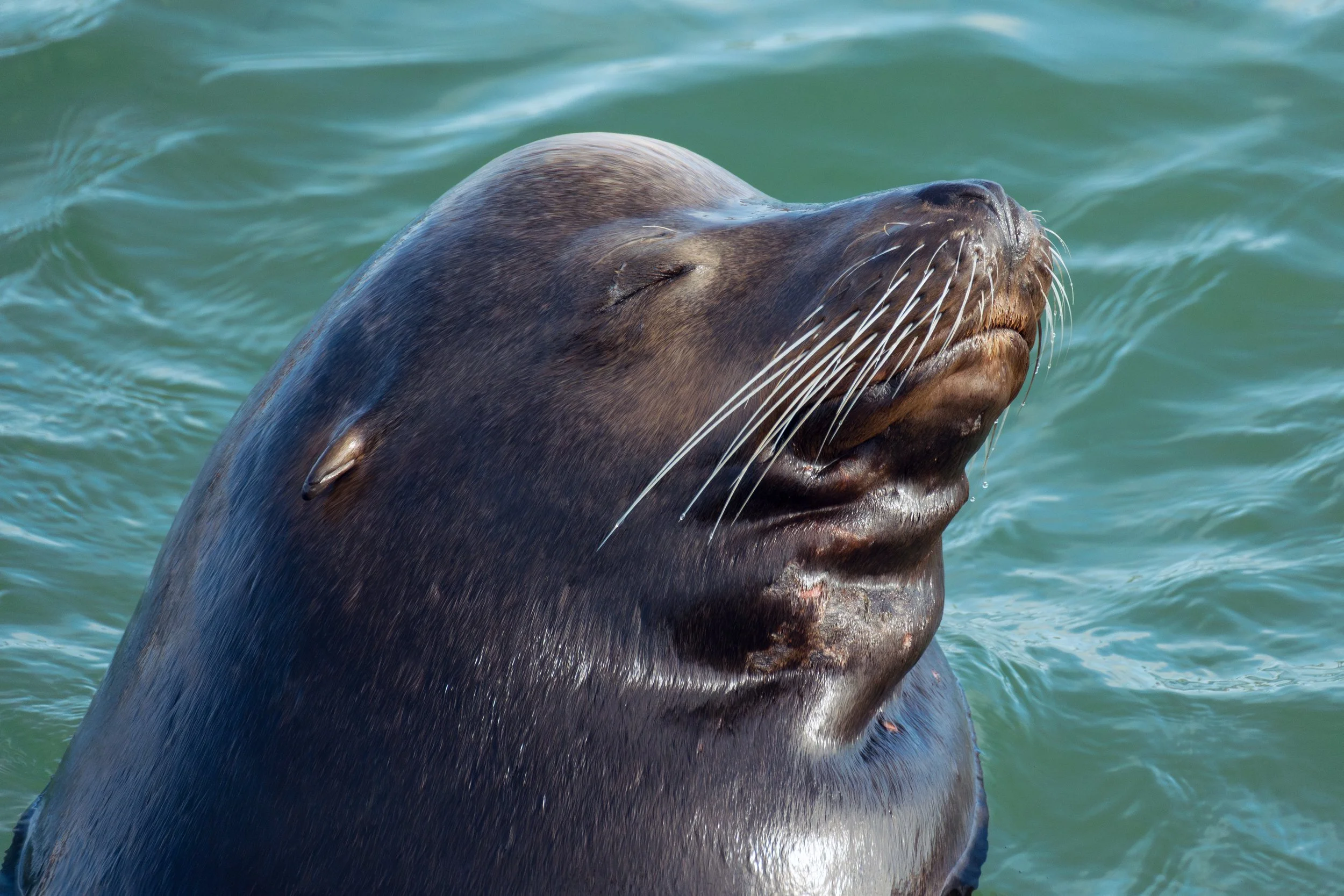 A close-up of a california sea lion with eyes closed, head tilted up, partially submerged in water.