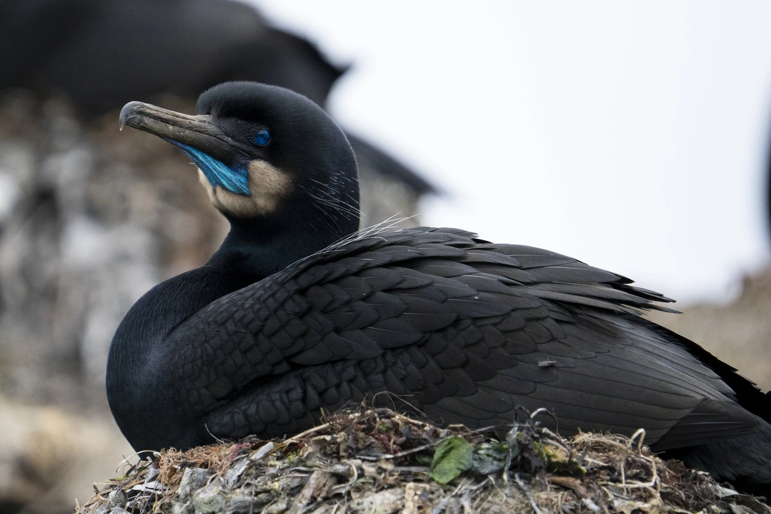 A close-up of a Brandt's Cormorant with a distinctive blue patch on its face, resting on a nest made of twigs and leaves.