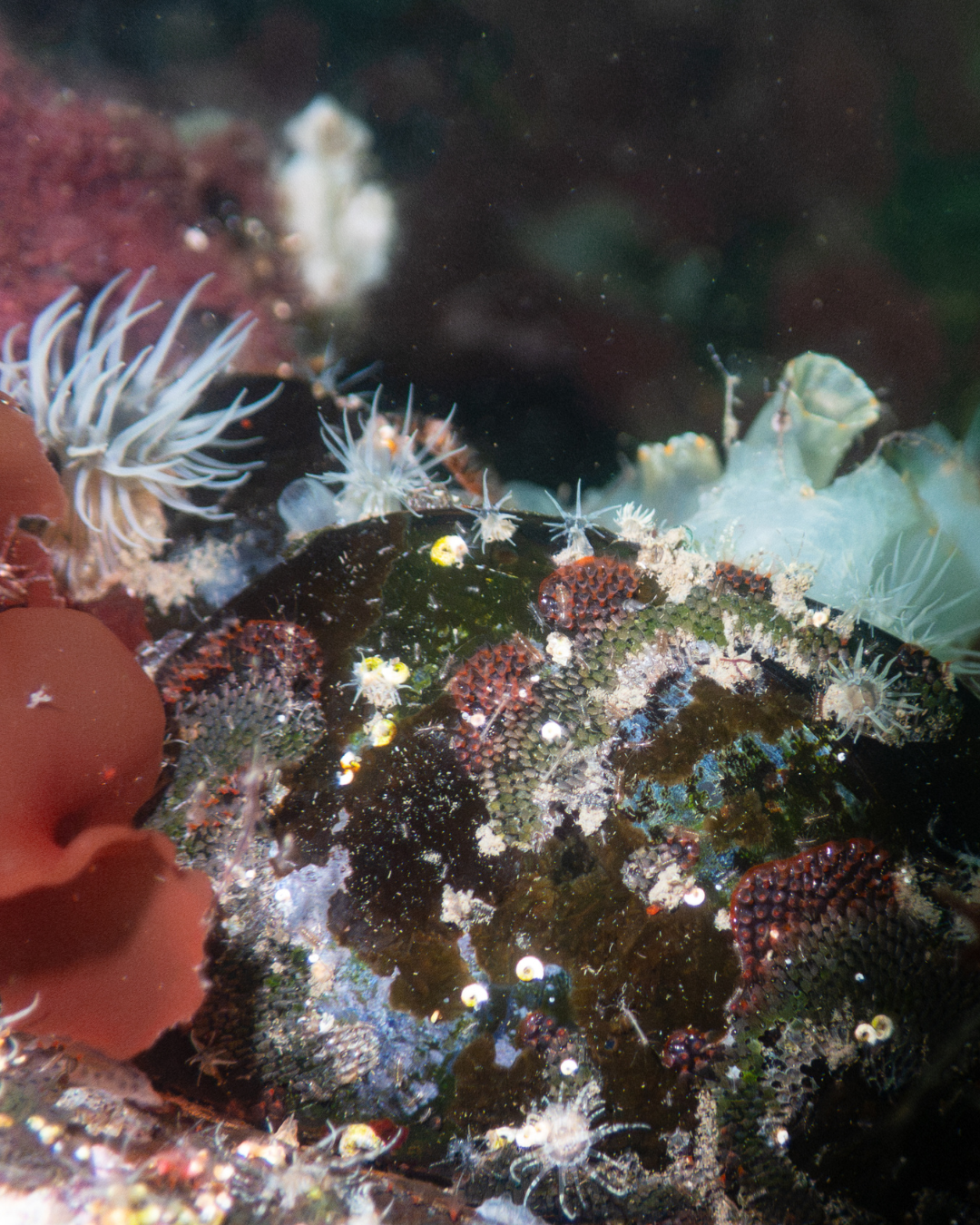 White and pale green anemones, orange encrusting bryozoans, and a pink sponge crowded across a mussel shell in the Channel Islands Harbor dock fouling community.