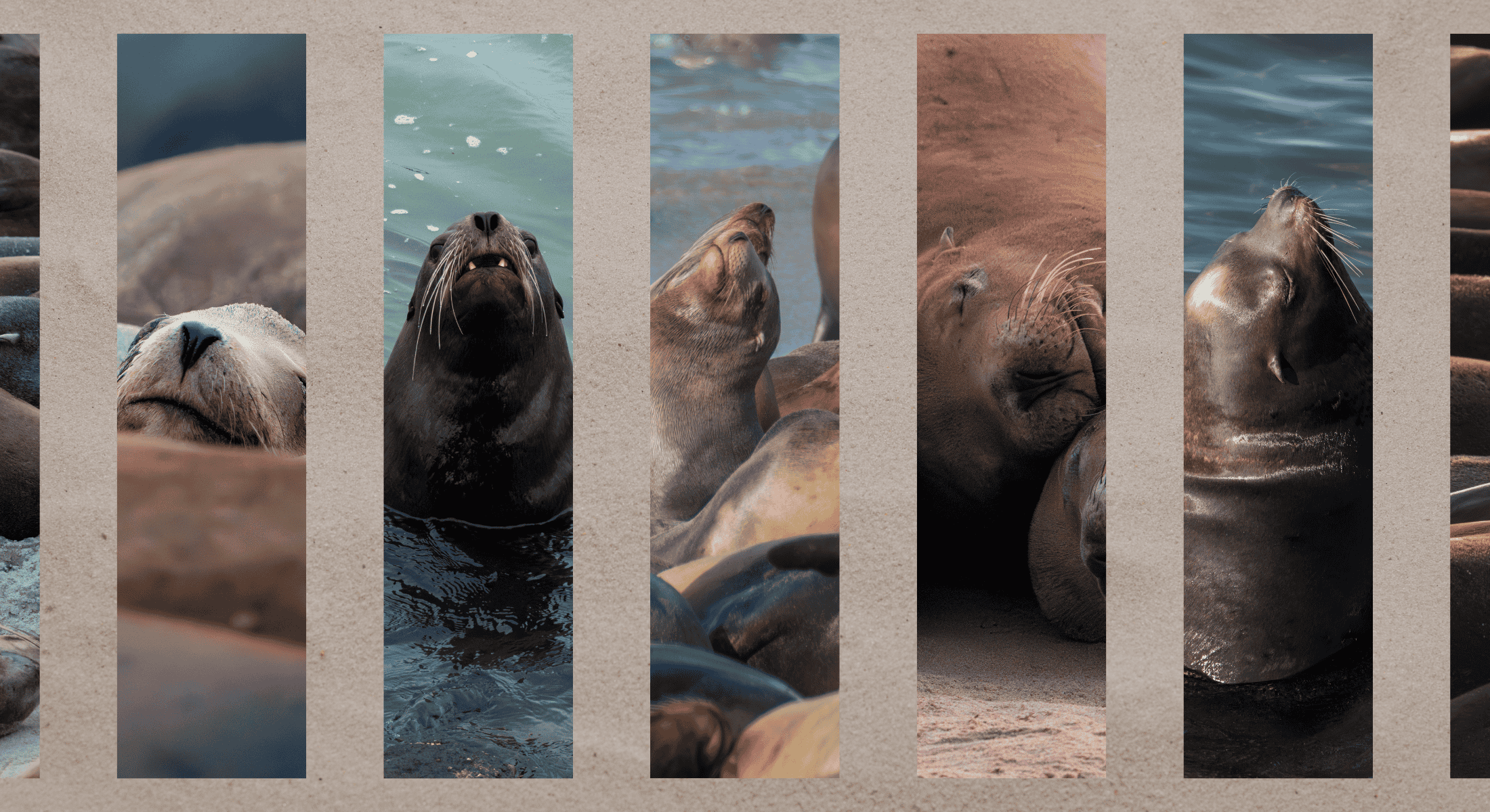 Salt Noelle sea lion photography collage featuring close-ups of whiskers and marine wildlife in the wild.