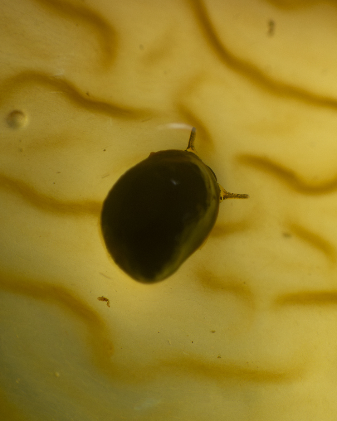 A small dark marine snail with two extended tentacles and visible surface dots, crossing a pale yellow tunicate on a Channel Islands Harbor dock piling.