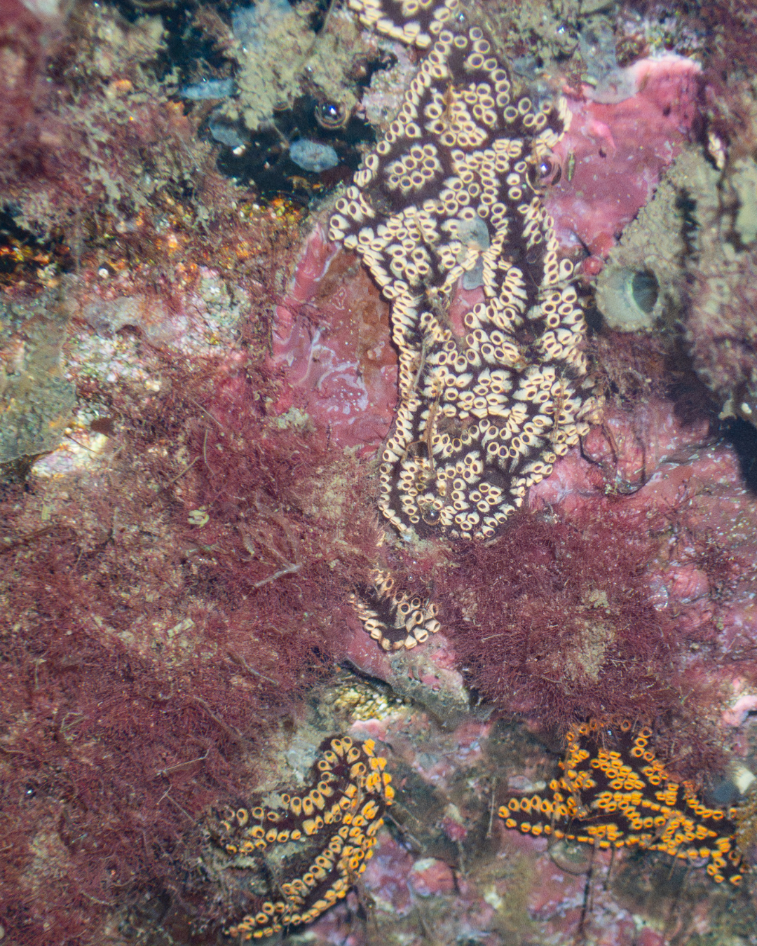 Cream and orange colonial tunicate zooids arranged in curved chains across pink coralline algae on a submerged dock at Channel Islands Harbor.