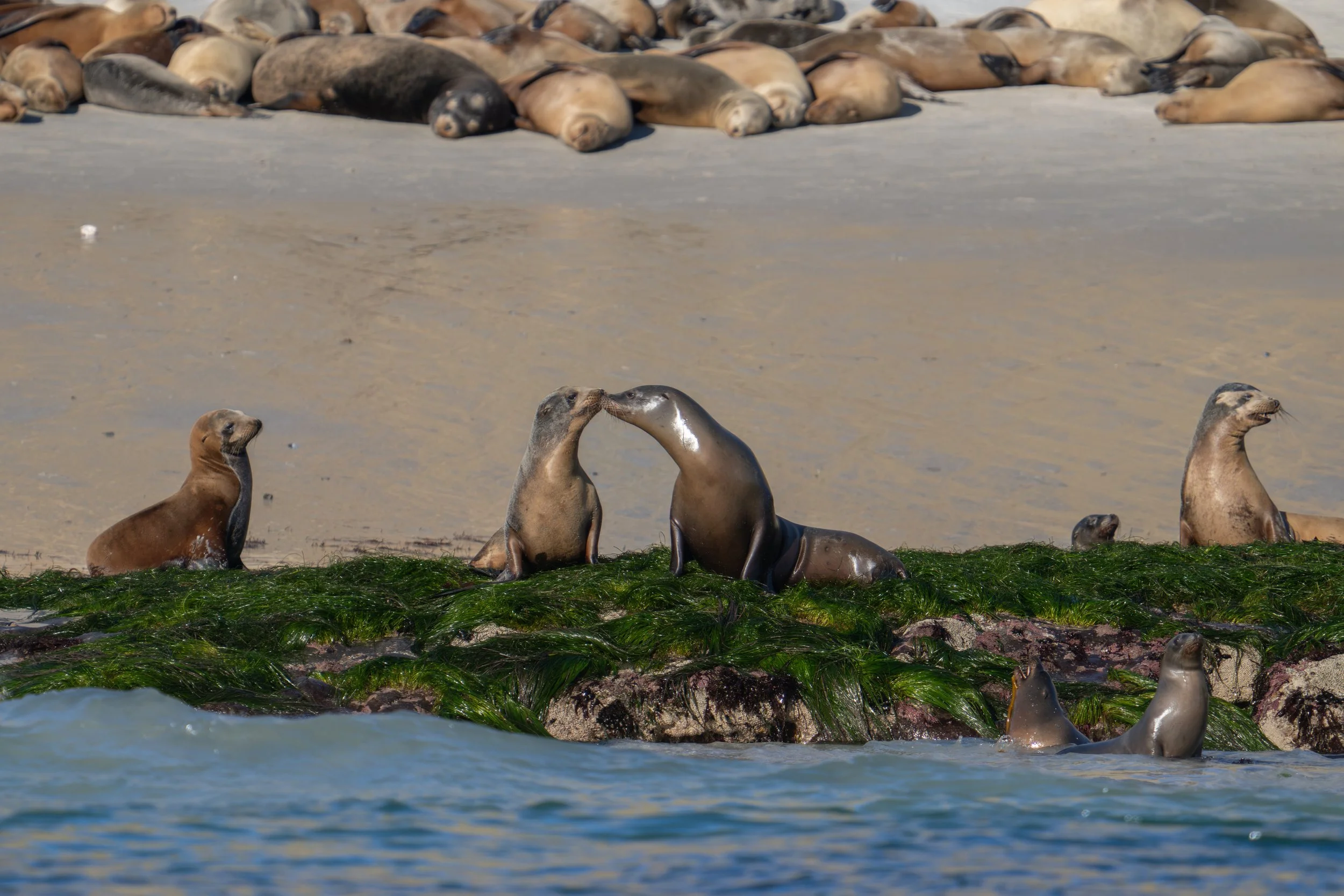 California sea lions touching noses on surfgrass-covered rocks, with more sea lions resting on the sand behind them.