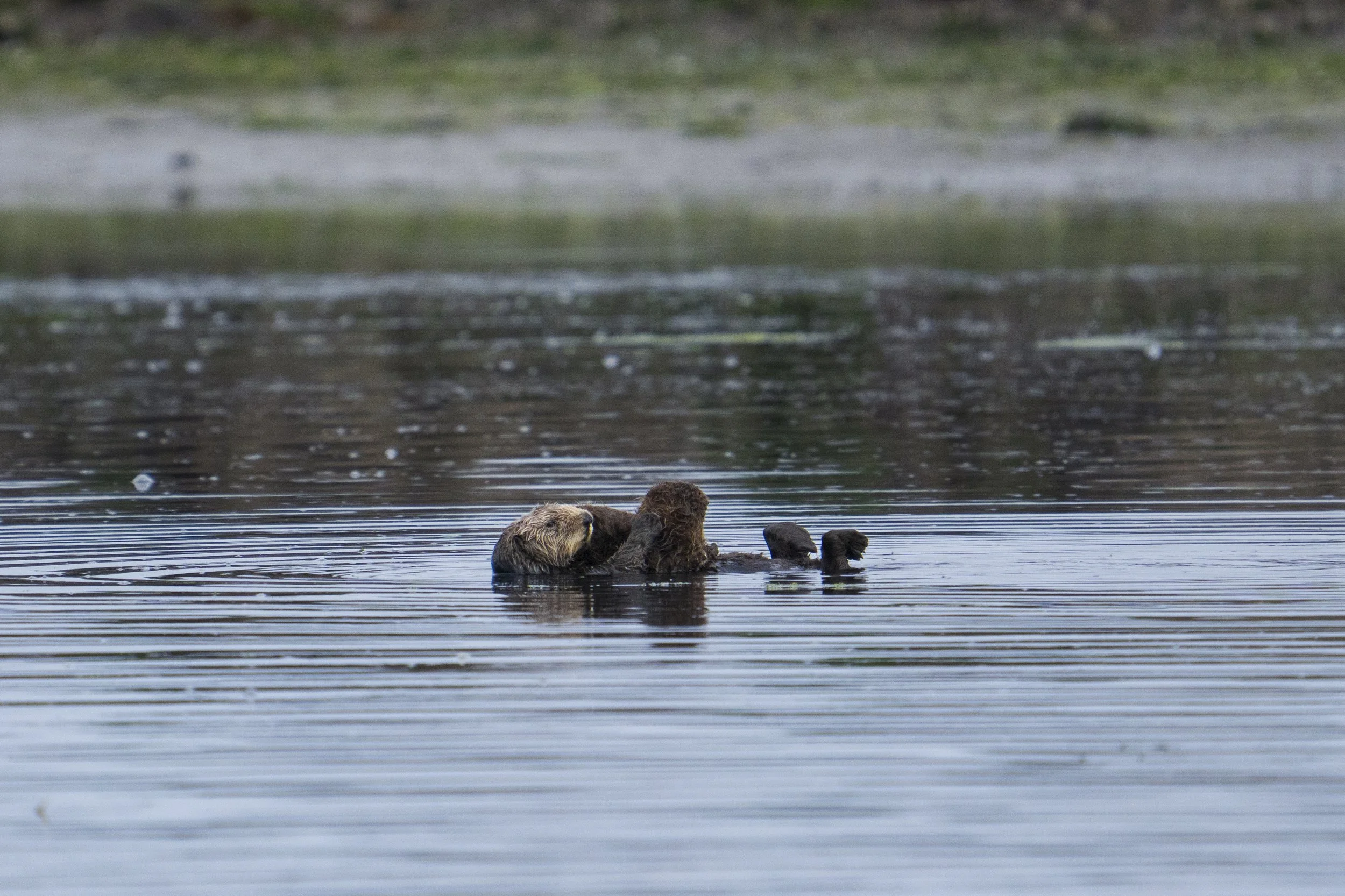 A southern seat otter swimming in water with a pup resting on it's stomach.