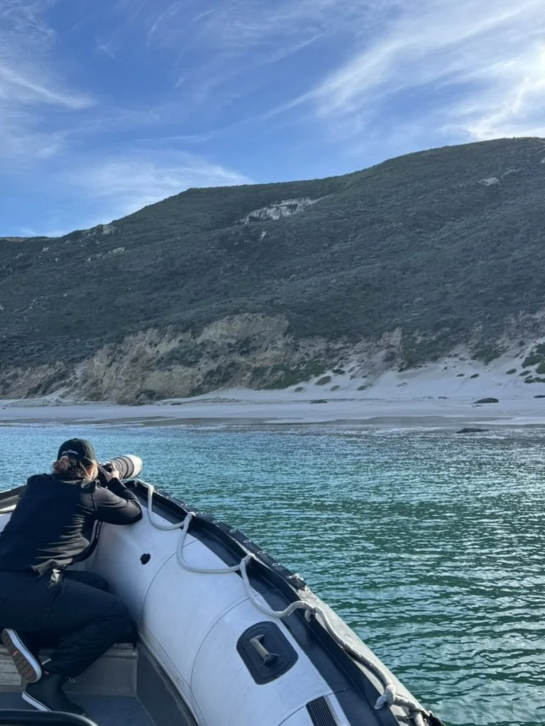 Founder, Alexis Noelle, snaps an image of elephant seals on a beach at San Miguel Island while resting on a zodiac boat.