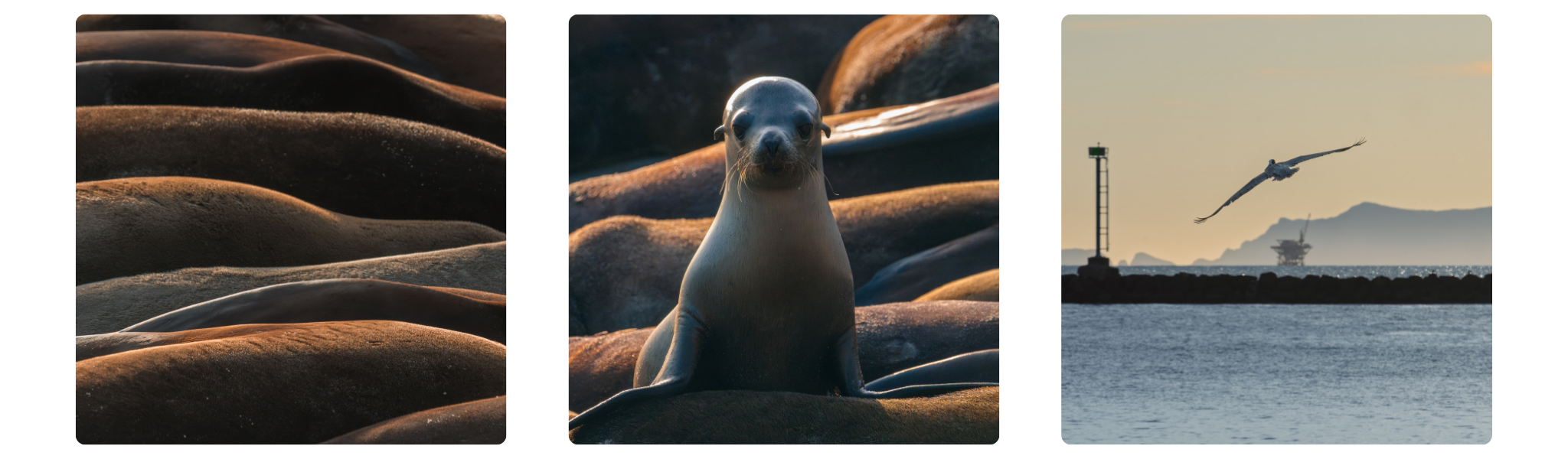 From left to right: the "hot dogs on a roller" photo, a shaking pup seeking warmth atop the pile, and sunset over the channel.
