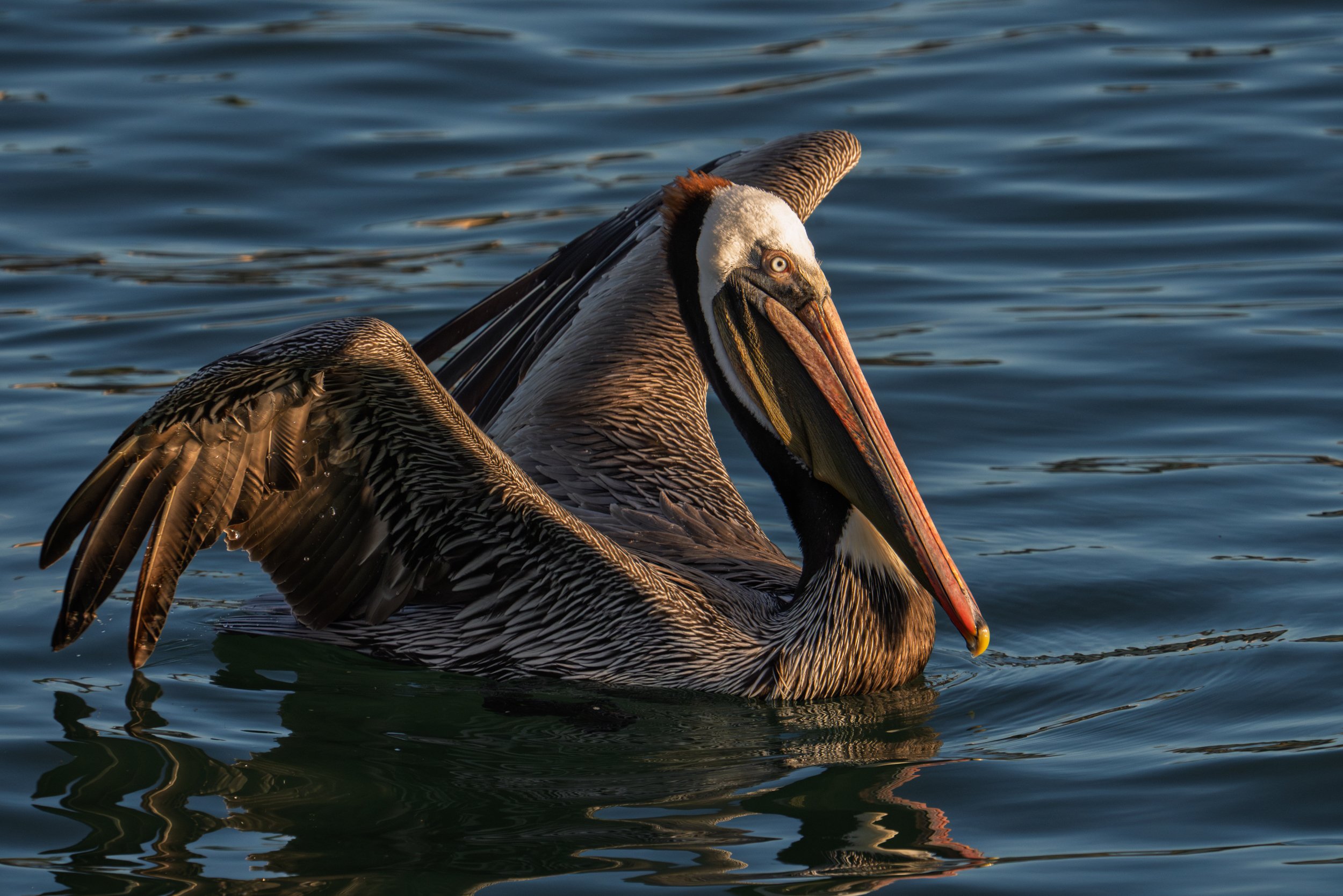 A pelican floating in the water with outstretched wings, showing its large bill and distinctive markings.