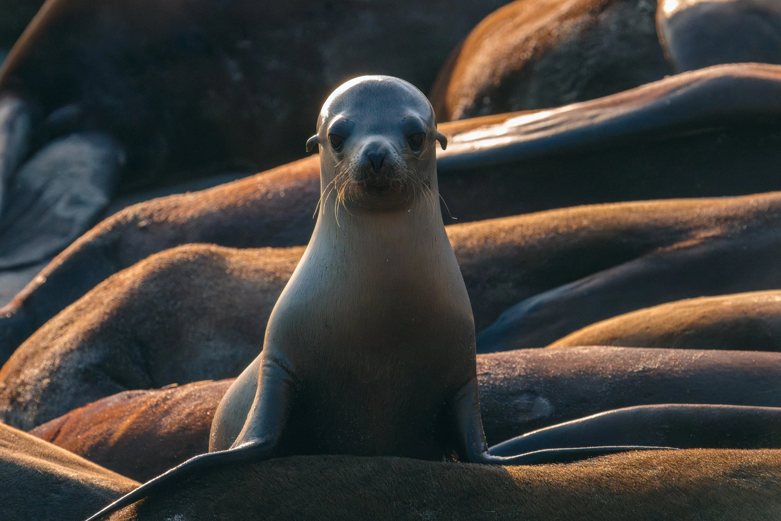 A California Sea Lion pup awaits rescue in Channel Islands Harbor.