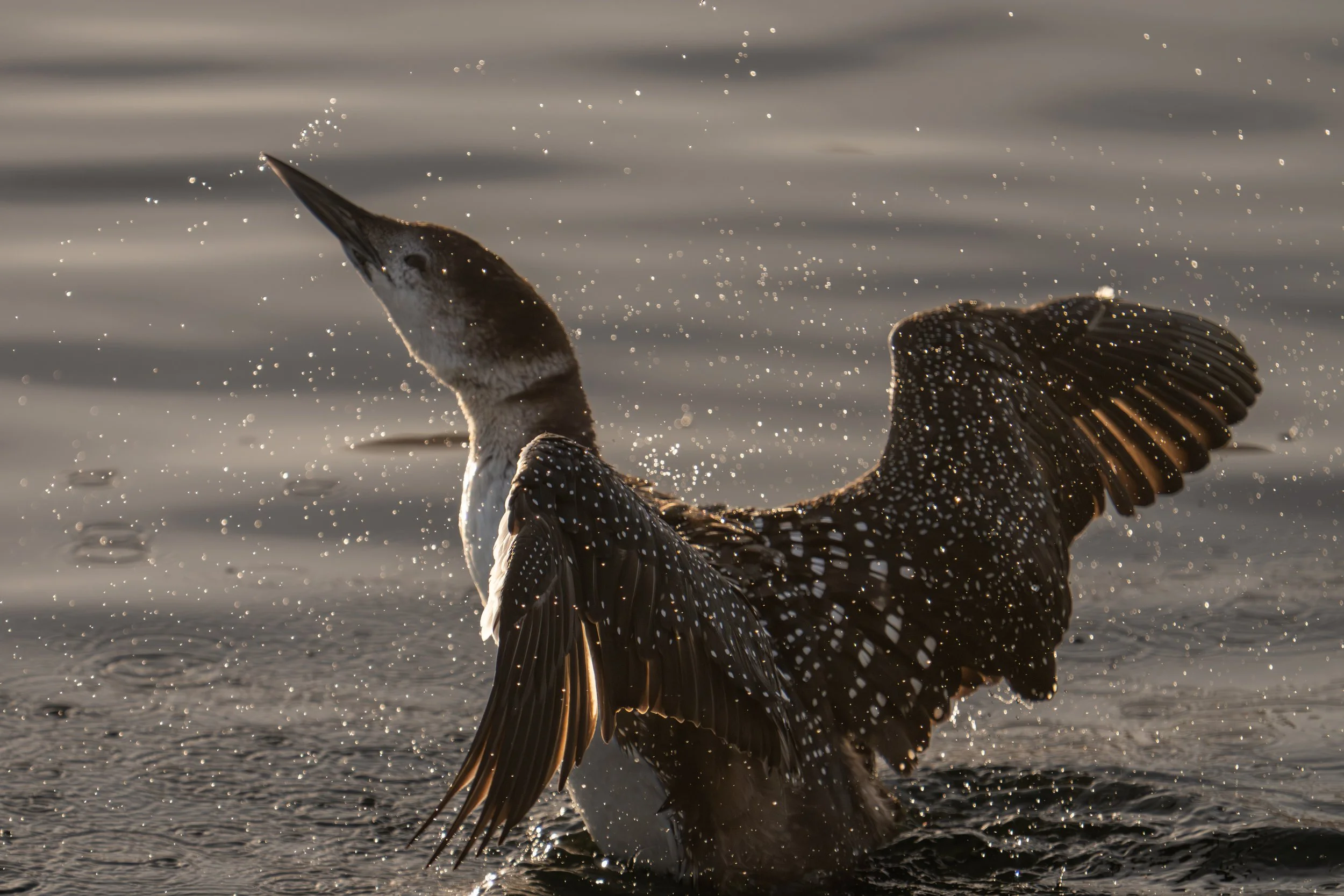 March 15, 2026 - loon-low-res-2.jpg