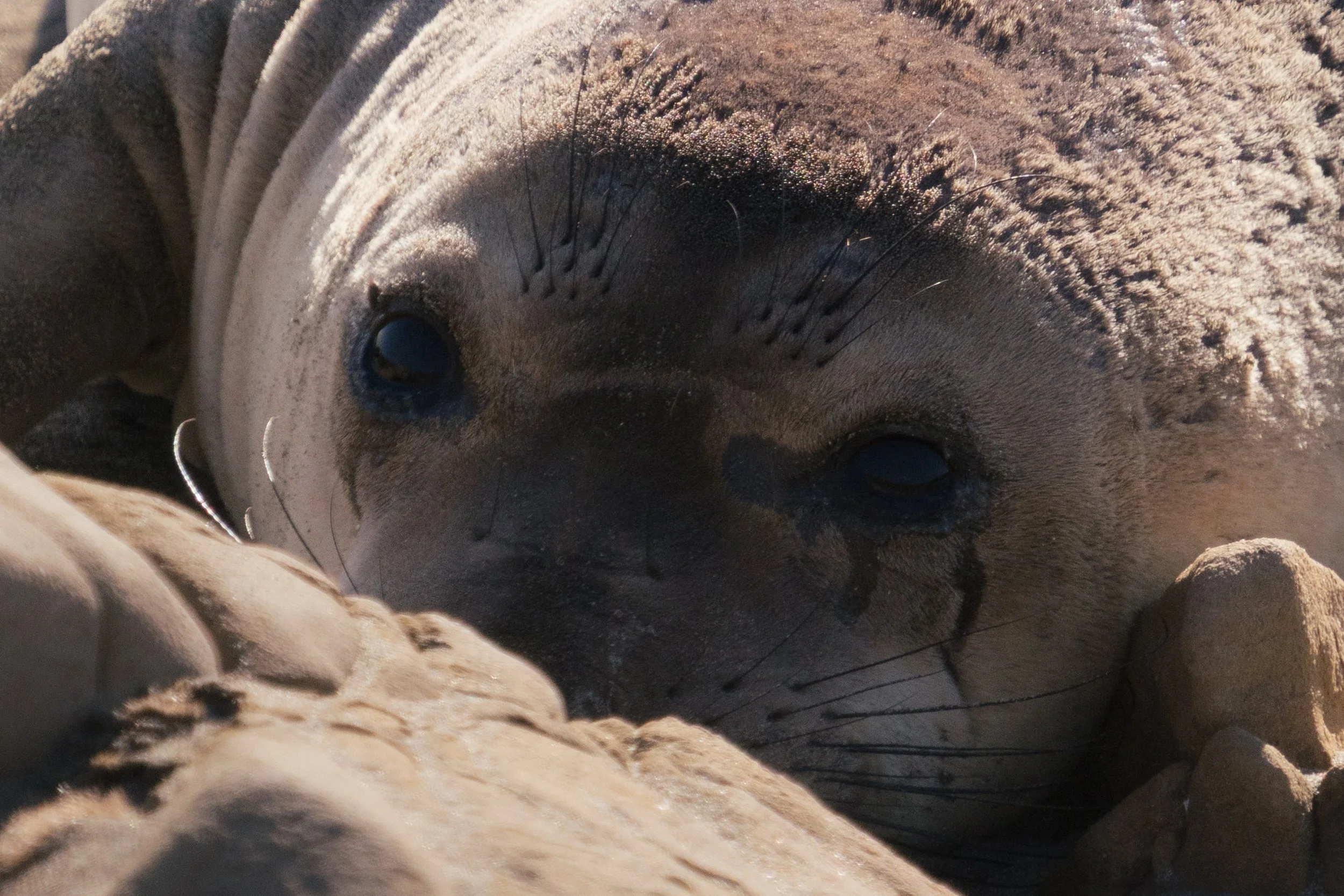 elephant-seal-closeup-tear-stain.jpg