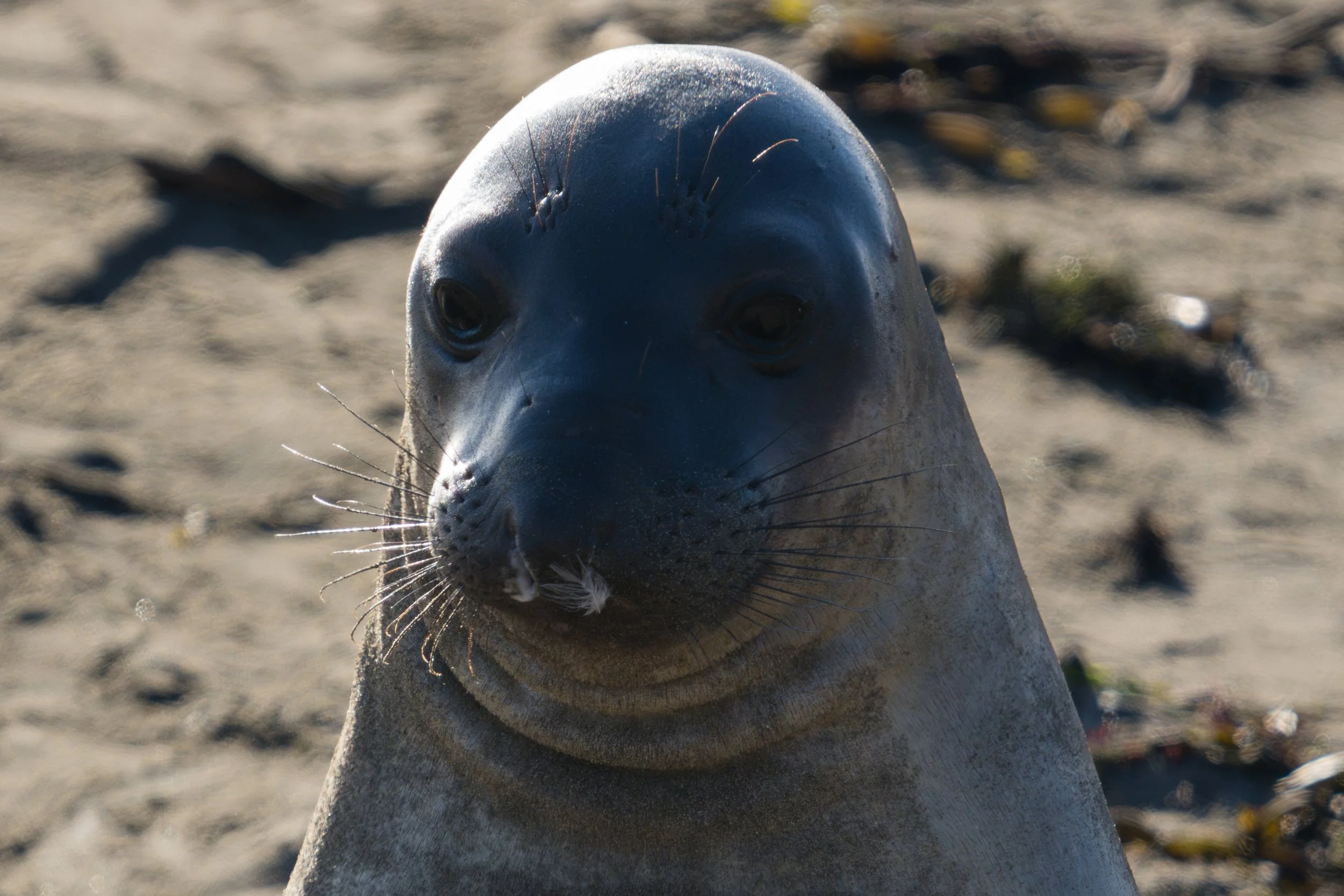 elephant-seal-feathered-nose.jpg