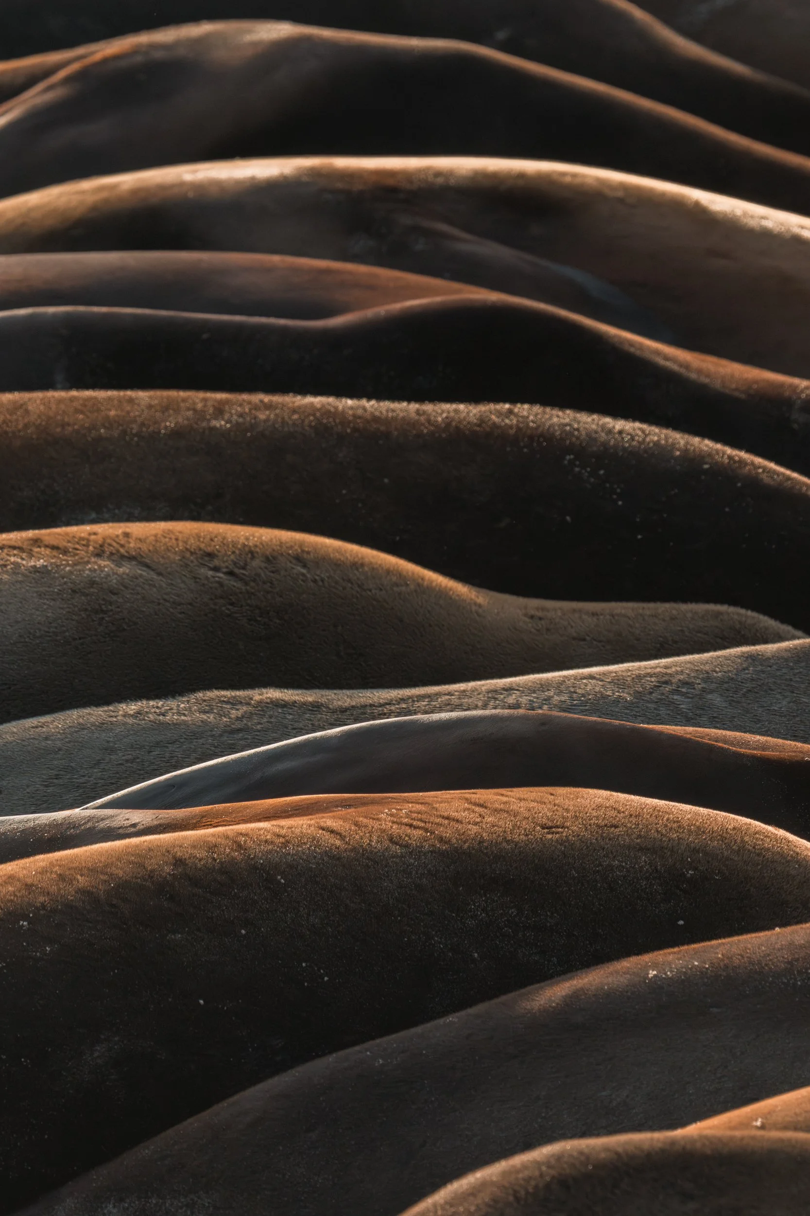 Close-up of dark, textured sand dunes with gentle ripples and soft light.