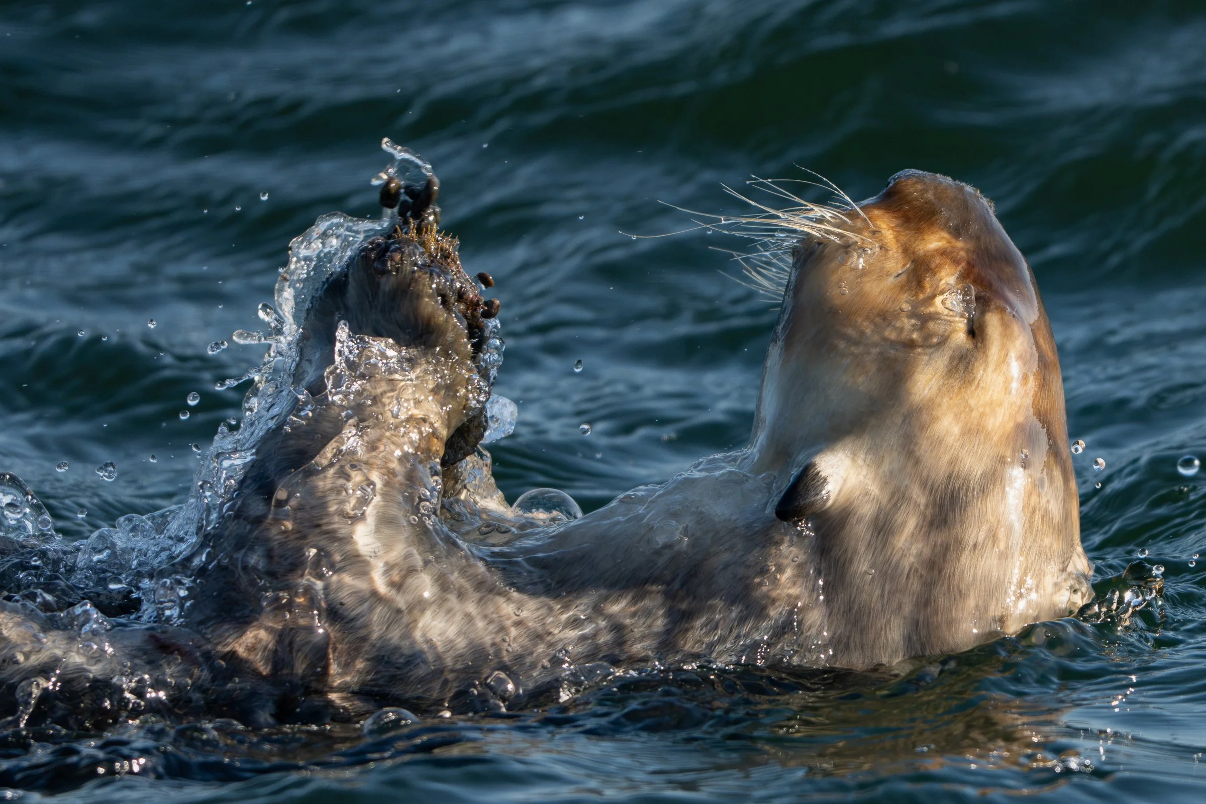 Up from the Dive-May 07, 2026-21.jpg