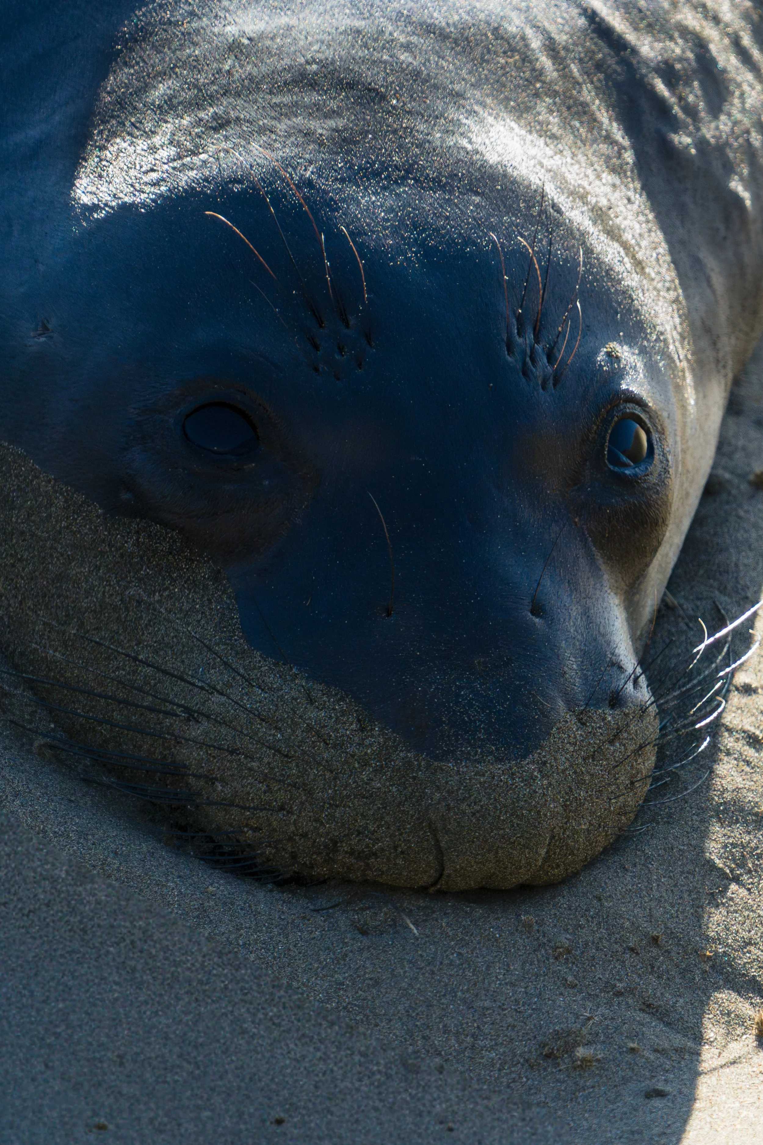 elephant-seal-close-up-vertical.jpg