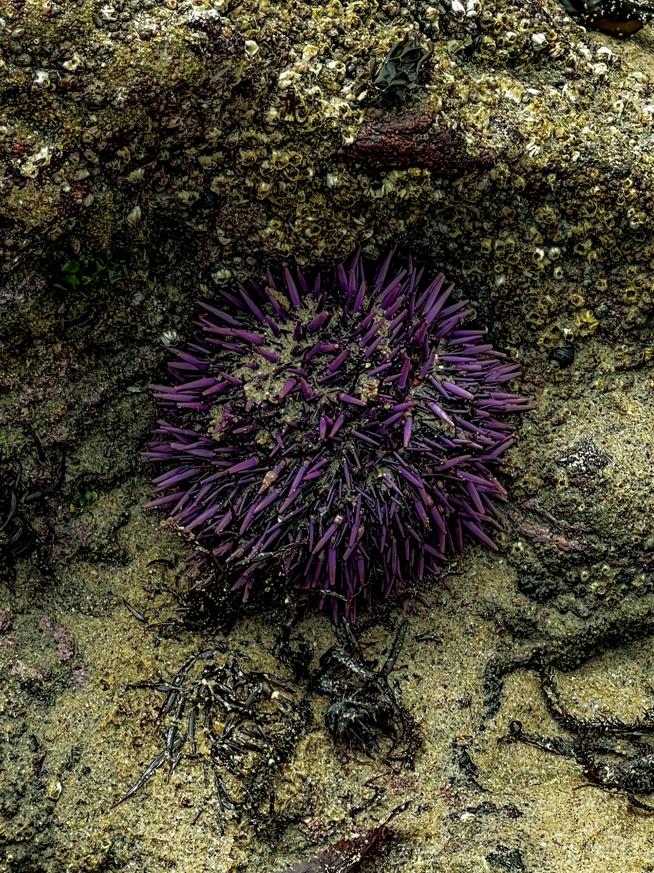 A purple sea urchin with long spines lies on a rocky and sandy marine surface.