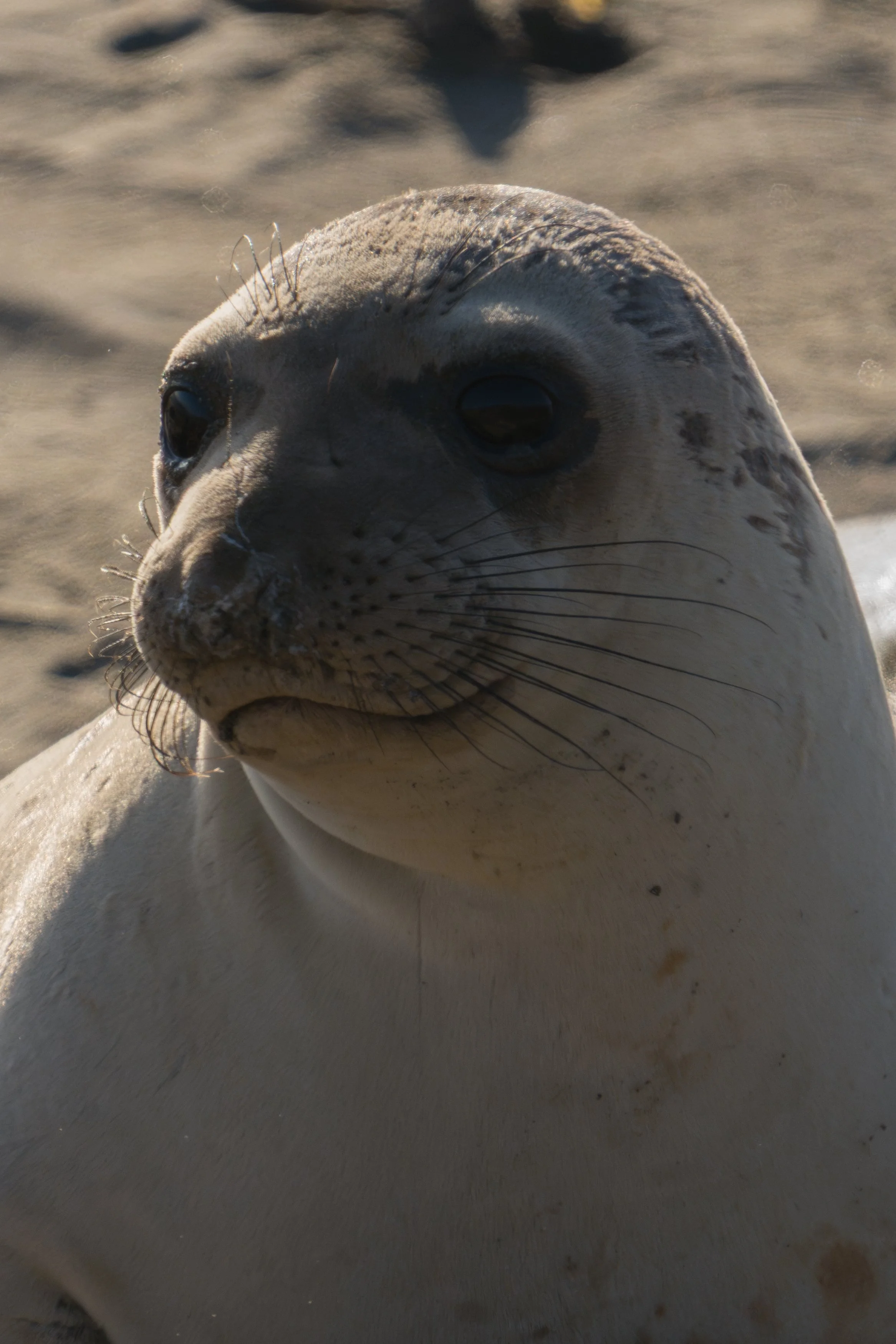 elephant-seal-portrait.jpg