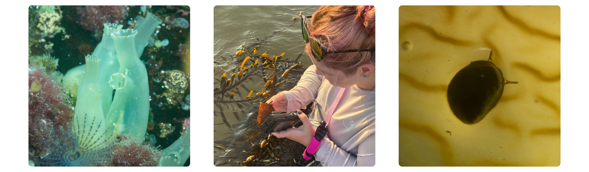 Translucent tunicates growing on a dock at Channel Islands Harbor, Alexis Galasso sitting in the water with drift kelp and an OM System TG-7 camera, and a small snail on a kelp blade photographed in microscope mode.
