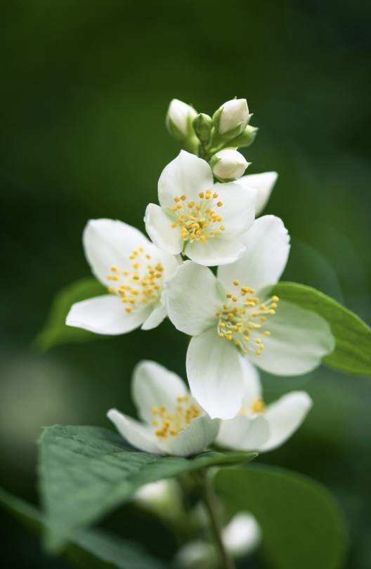 Jasmine Flowers