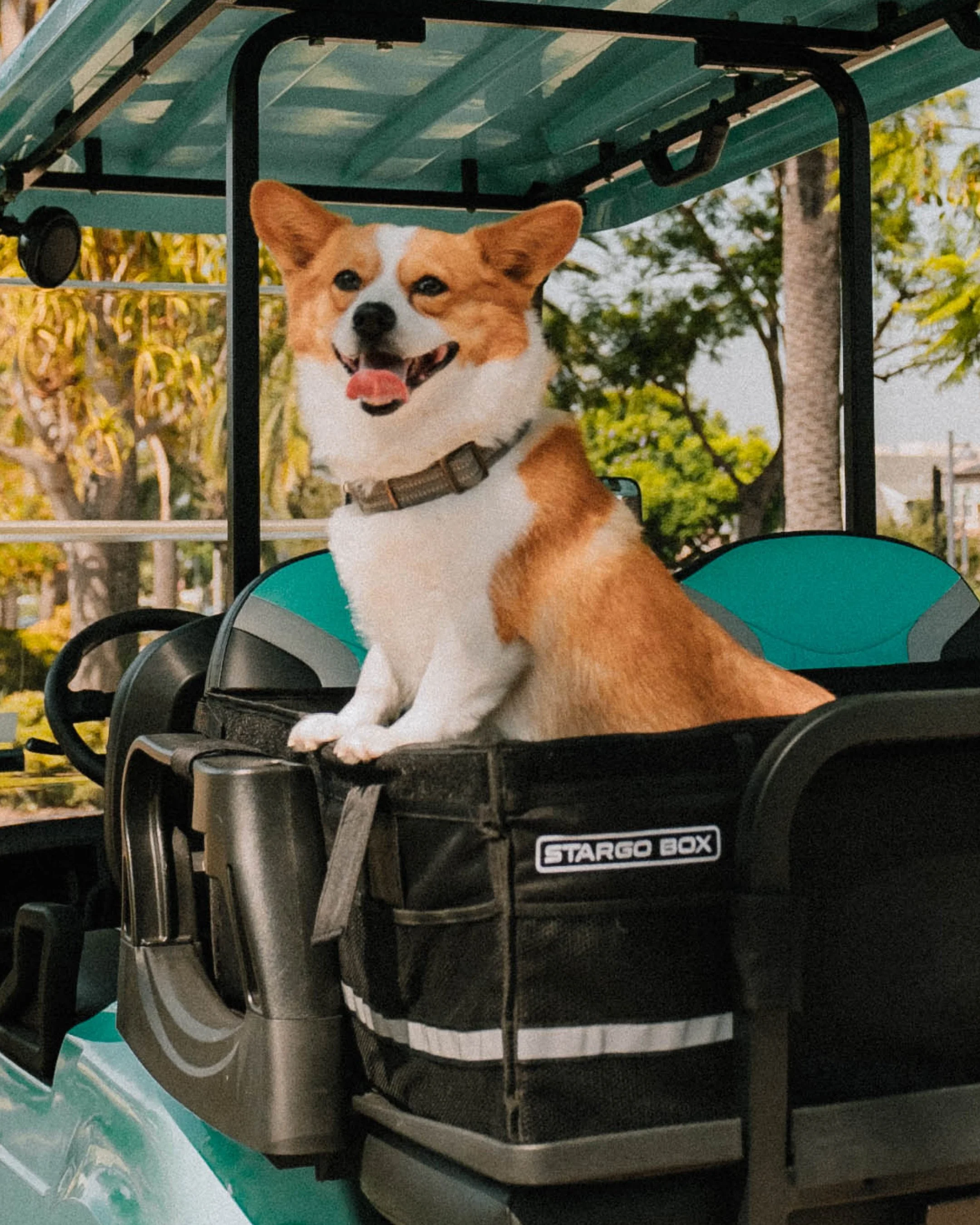 A happy Corgi dog with a white and orange coat sitting in a black stroller with a green canopy outdoors, with trees and buildings visible in the background.