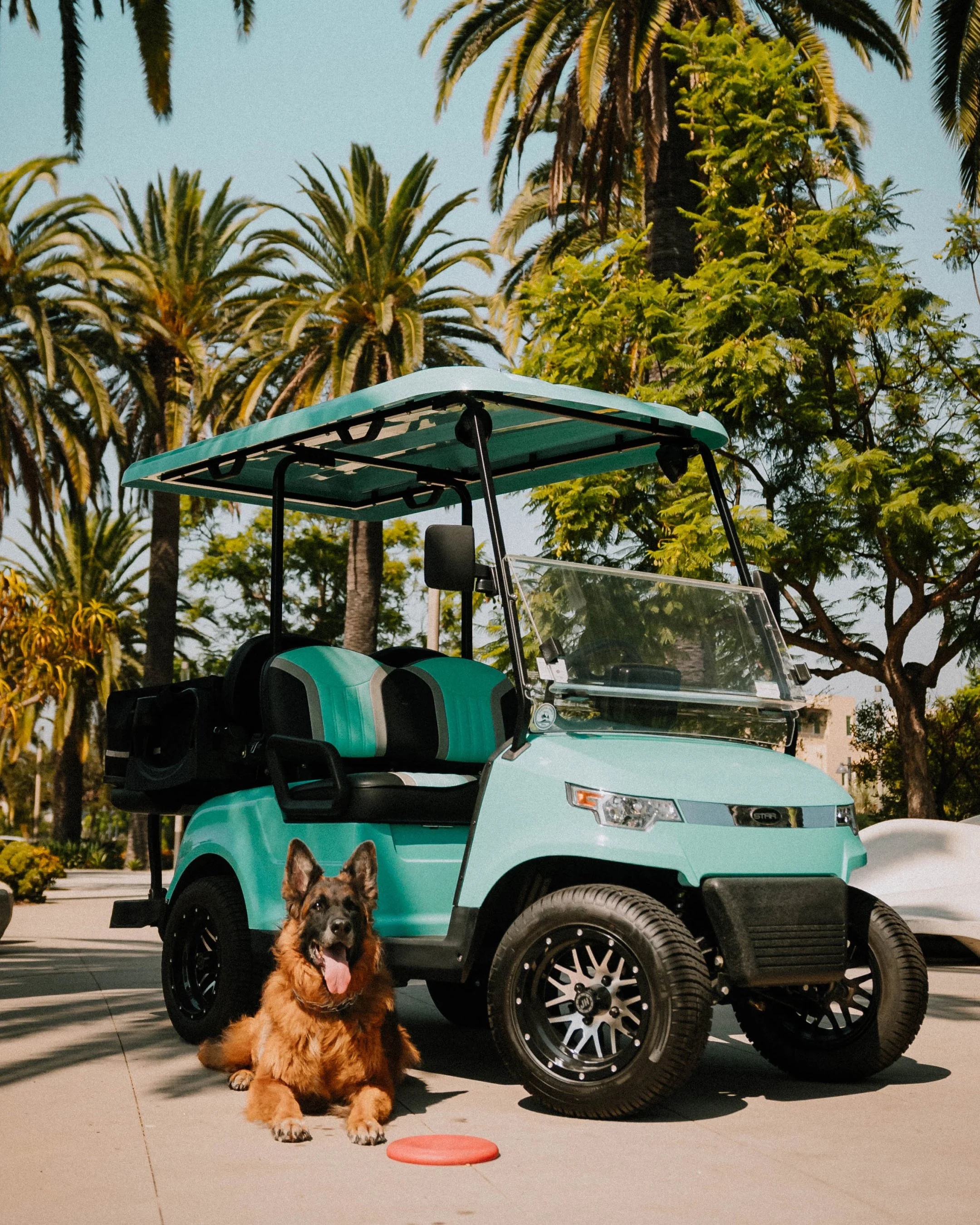 A fluffy brown and black dog with its tongue out sitting on the pavement in front of a turquoise golf cart, with palm trees in the background and a pink circular object on the ground near the dog.