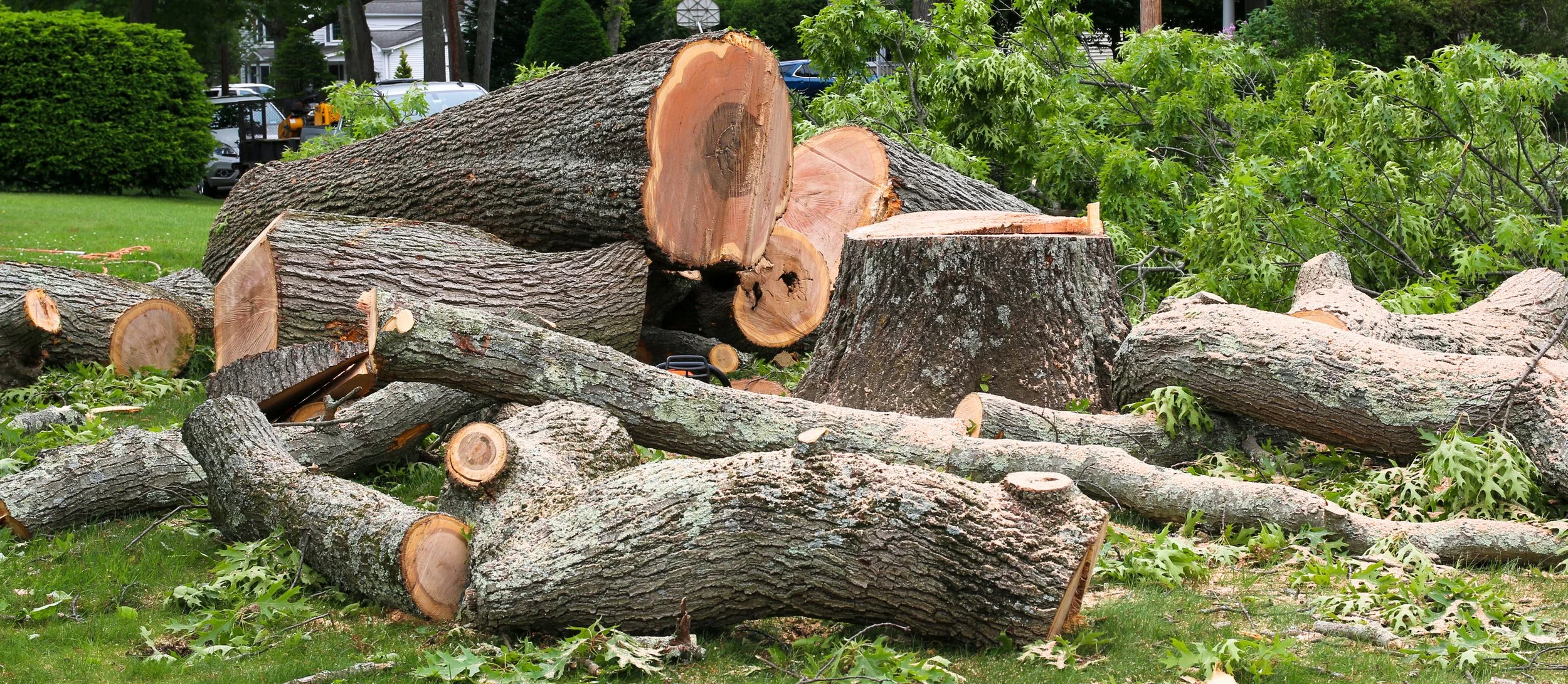 Tree Cutting
