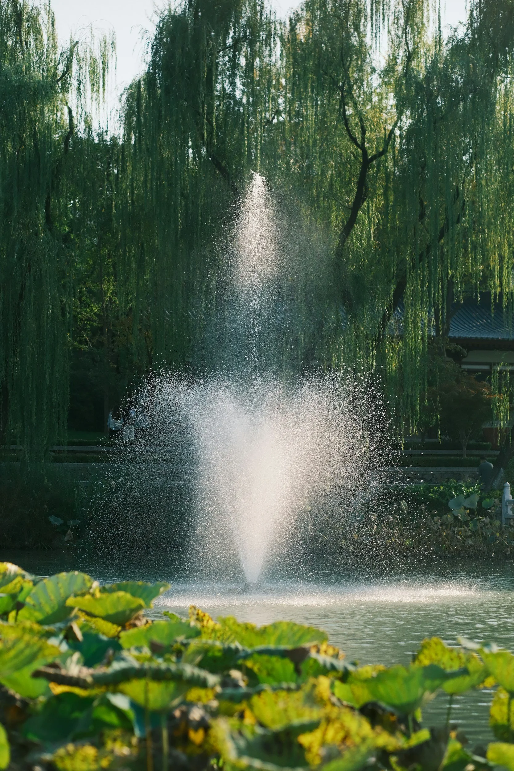 Fountain Psychology Christopher Fountain Subiaco Perth Western Australia