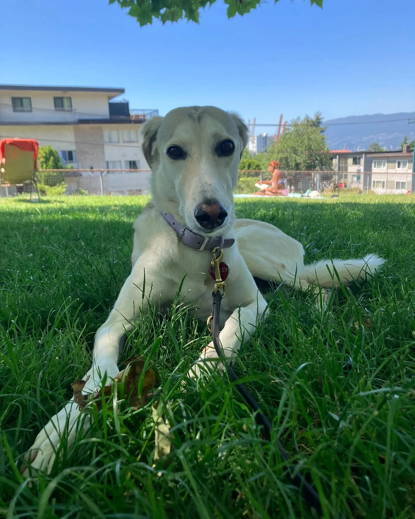 The longest, loveliest snoot in town. The club elite - Ashley. We love this quirky girl so much. π½π
#sighthoundsofinstagram #saluki