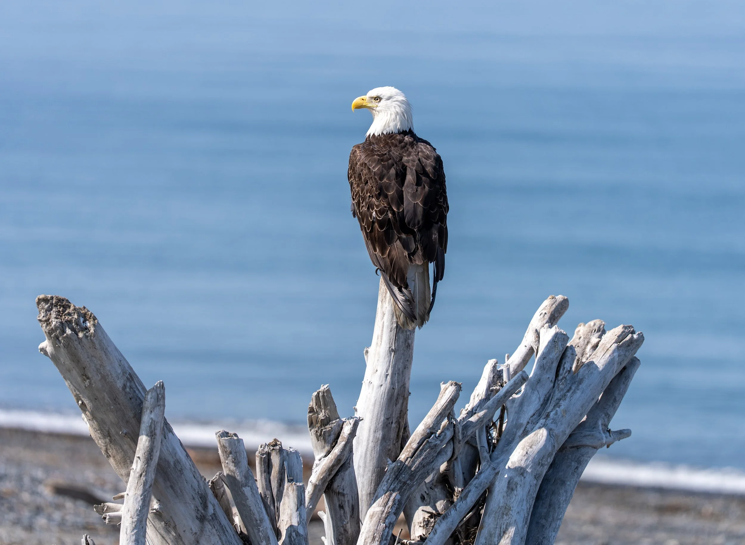 Kenai8-2026-17.jpg
