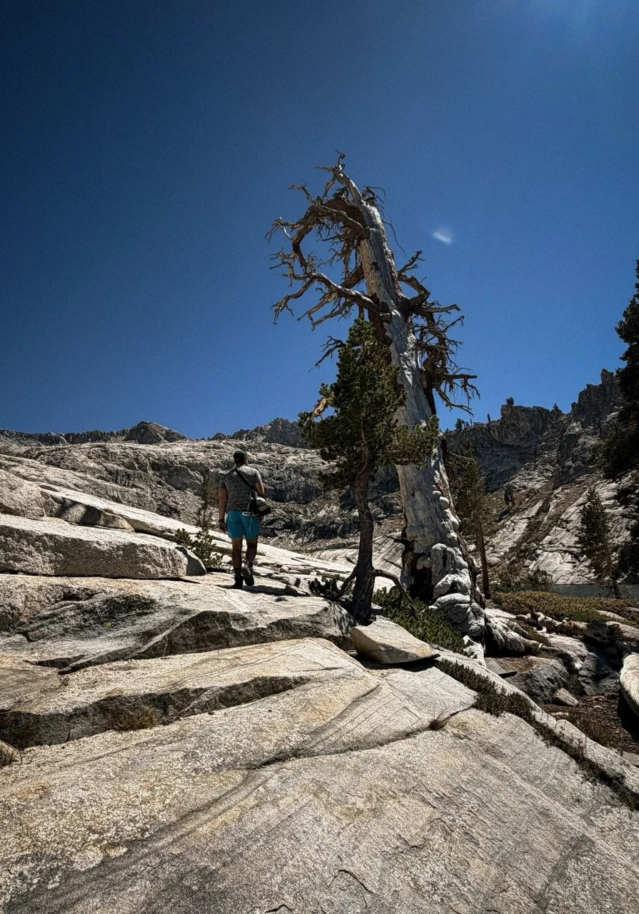 SEQUOIA-AUG2026-26 Large.jpeg
