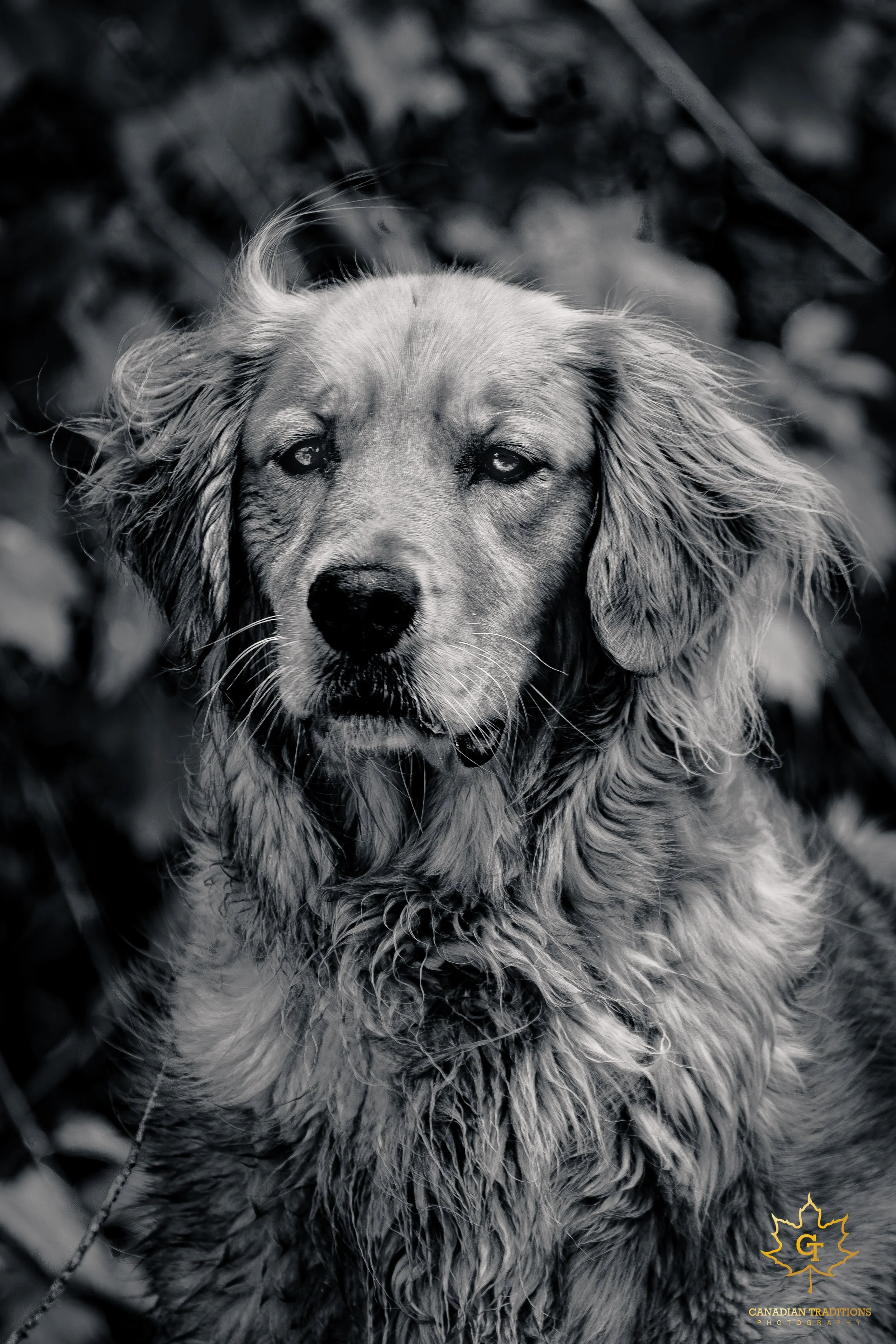 Poppy-06-2.jpg