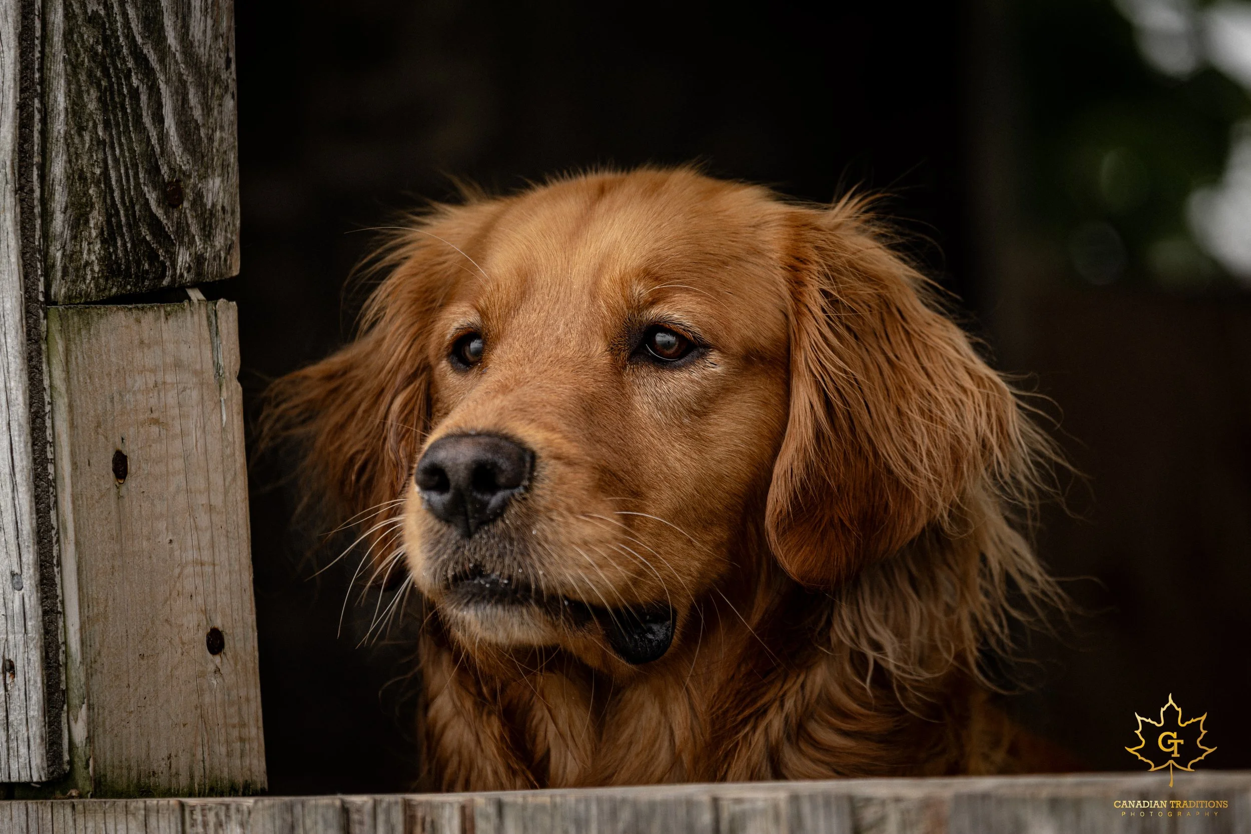 Poppy-02-2.jpg