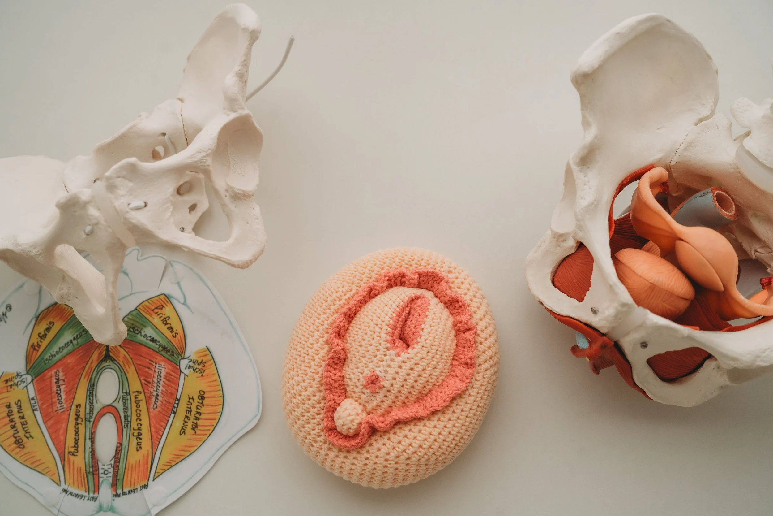 An anatomical model of pelvis bones, an illustration of pelvic muscles, a knitted uterus model, and a diagram of pelvic muscles.