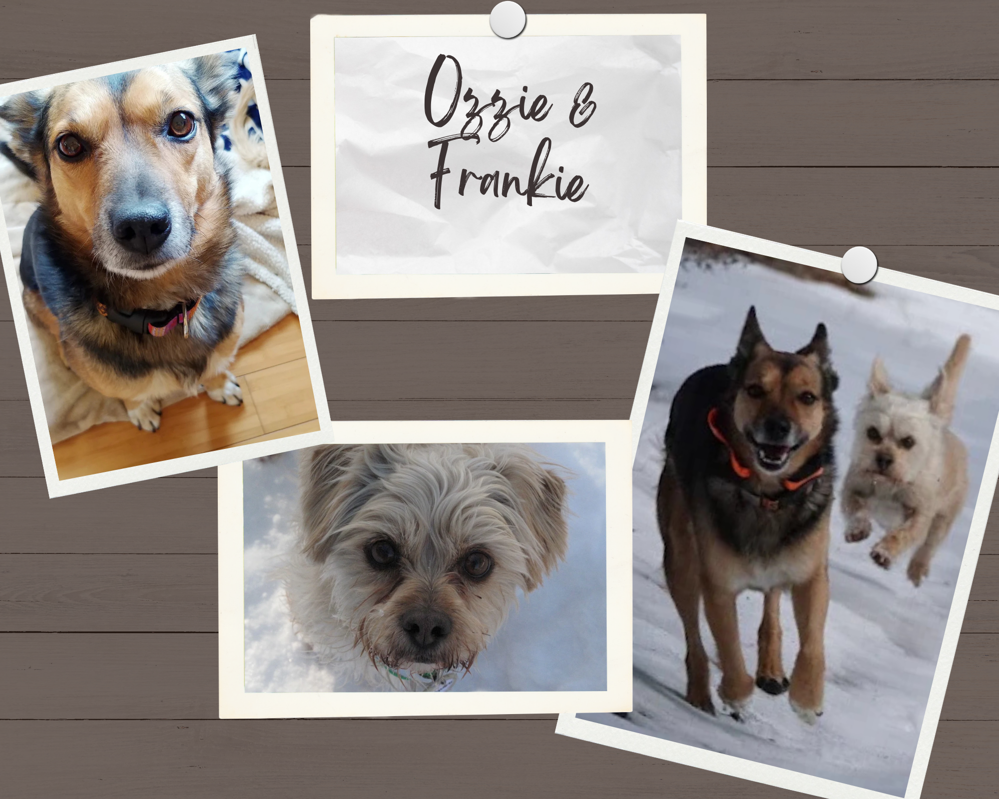 Photographs of dogs pinned to a wooden surface, with a note in the center that reads "Rozzie & Frankie." The photos show a variety of dog breeds and appearances, including a close-up of a dog with gray and white fur and brown eyes, a German Shepherd 