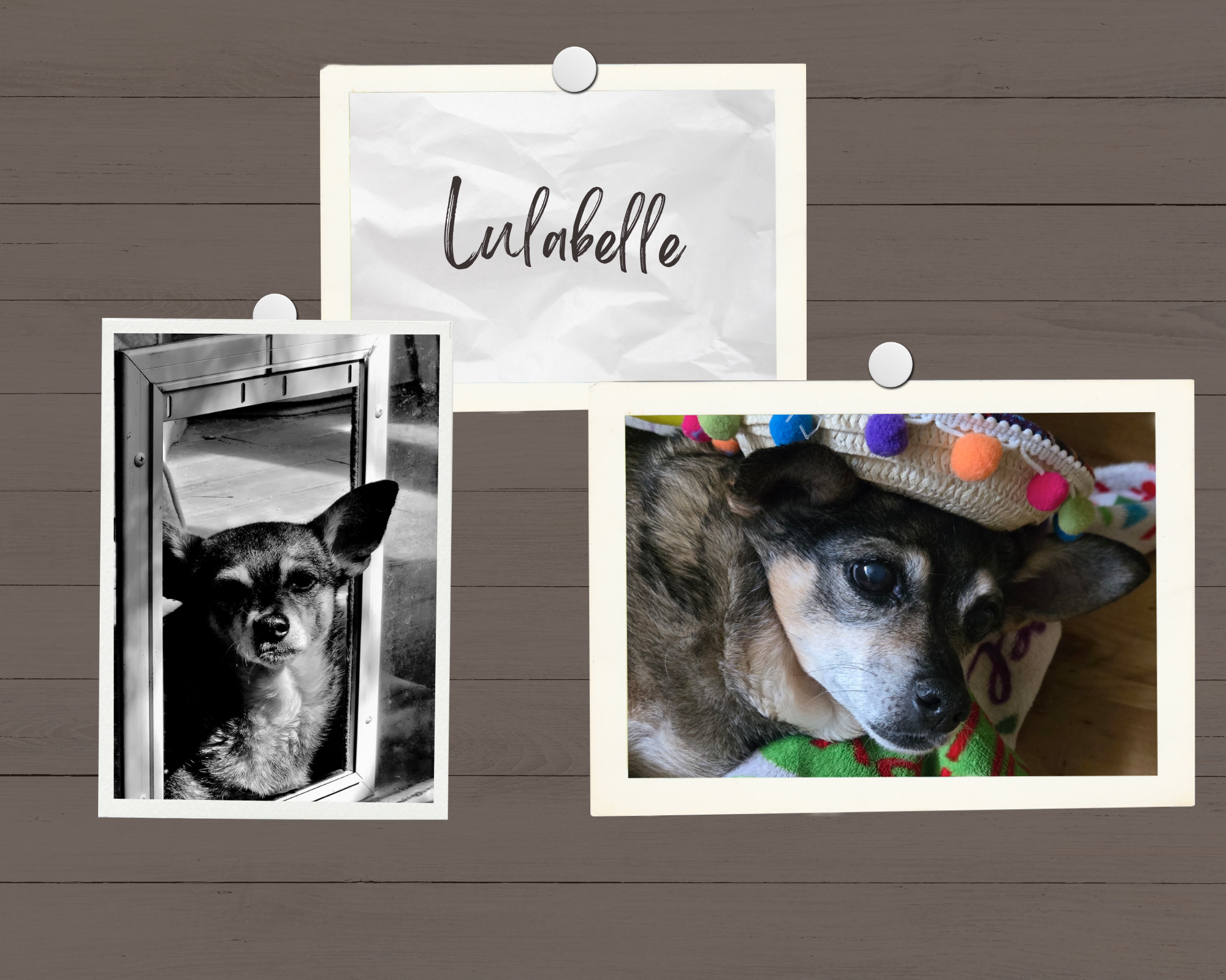 A collage of three photos on a wooden surface, including a dog peeking through a door in black and white, a close-up of a dog lying on a colorful blanket with pom-poms, and a handwritten note labeled "Unabelle".