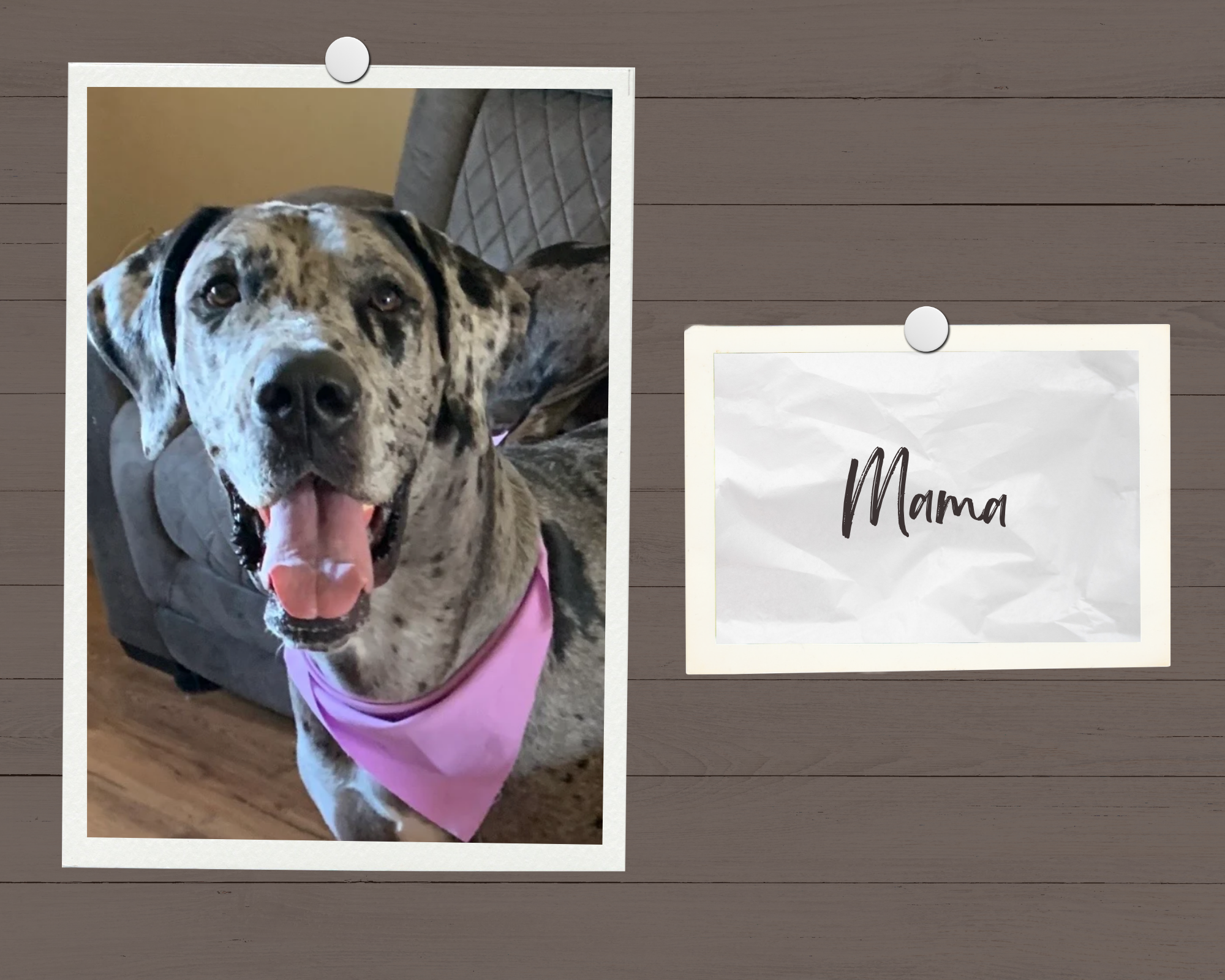 Photo of a merle-coated dog lying on a couch, wearing a pink harness, with eyes looking up and tongue slightly sticking out, on a wooden background with various photos pinned.