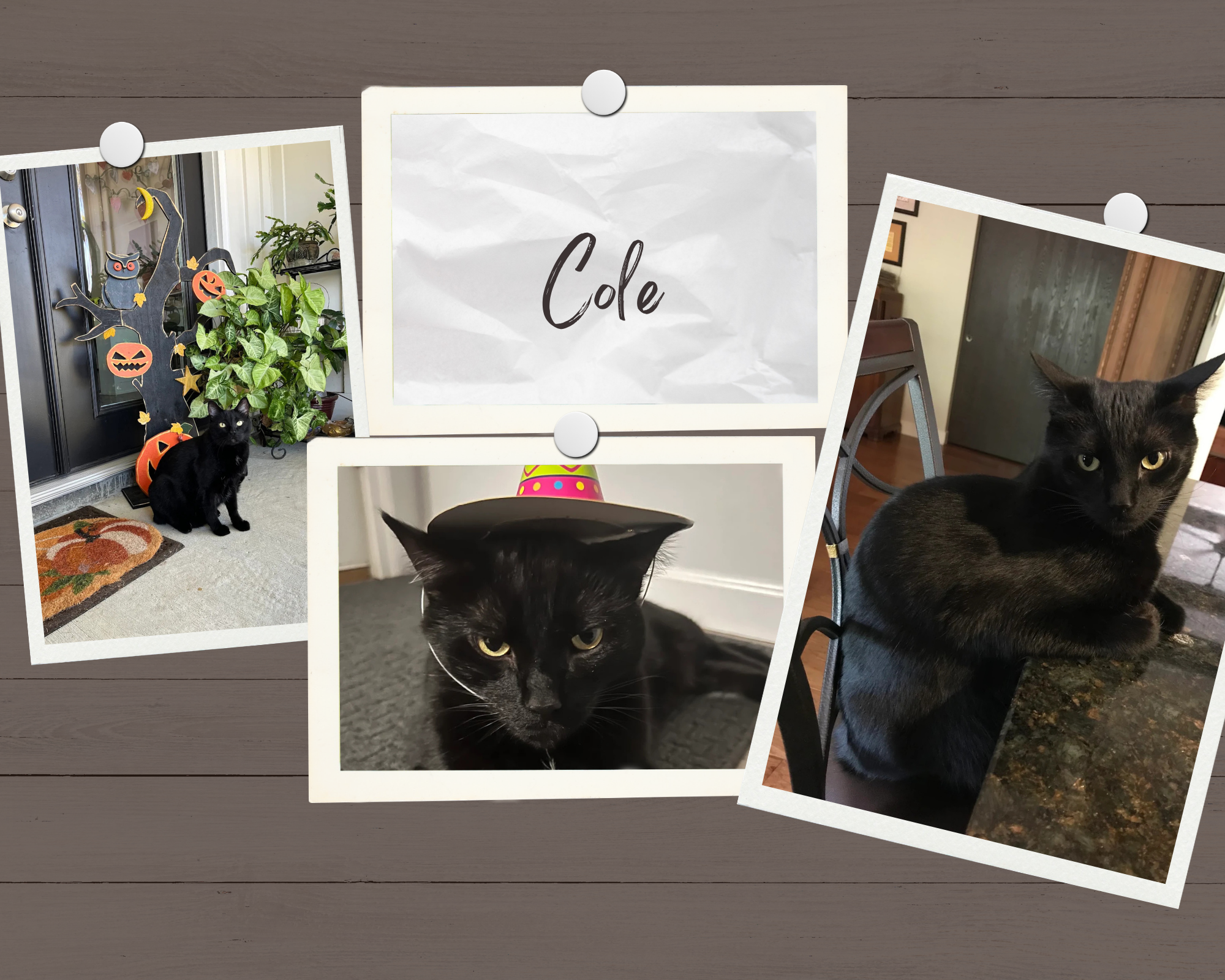 Collage of photos featuring a black cat with a Halloween hat, decorated Halloween tree, and a black cat next to a door.