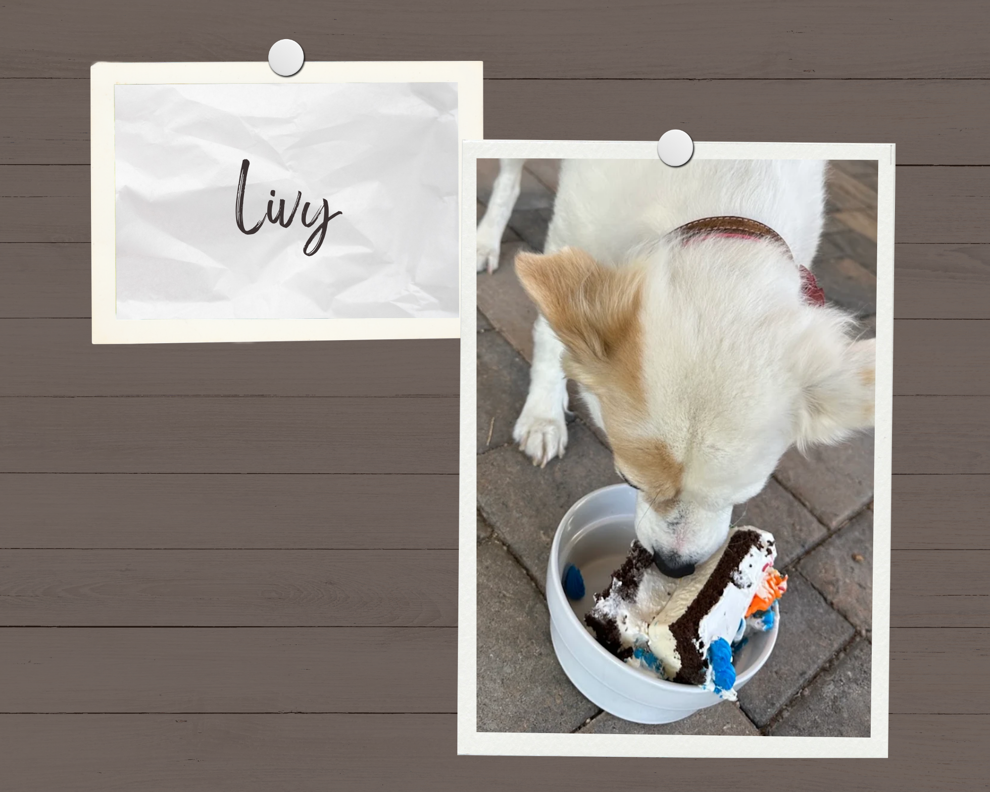 Close-up of a dog with white and tan fur eating a birthday cake outdoors on a paved surface.