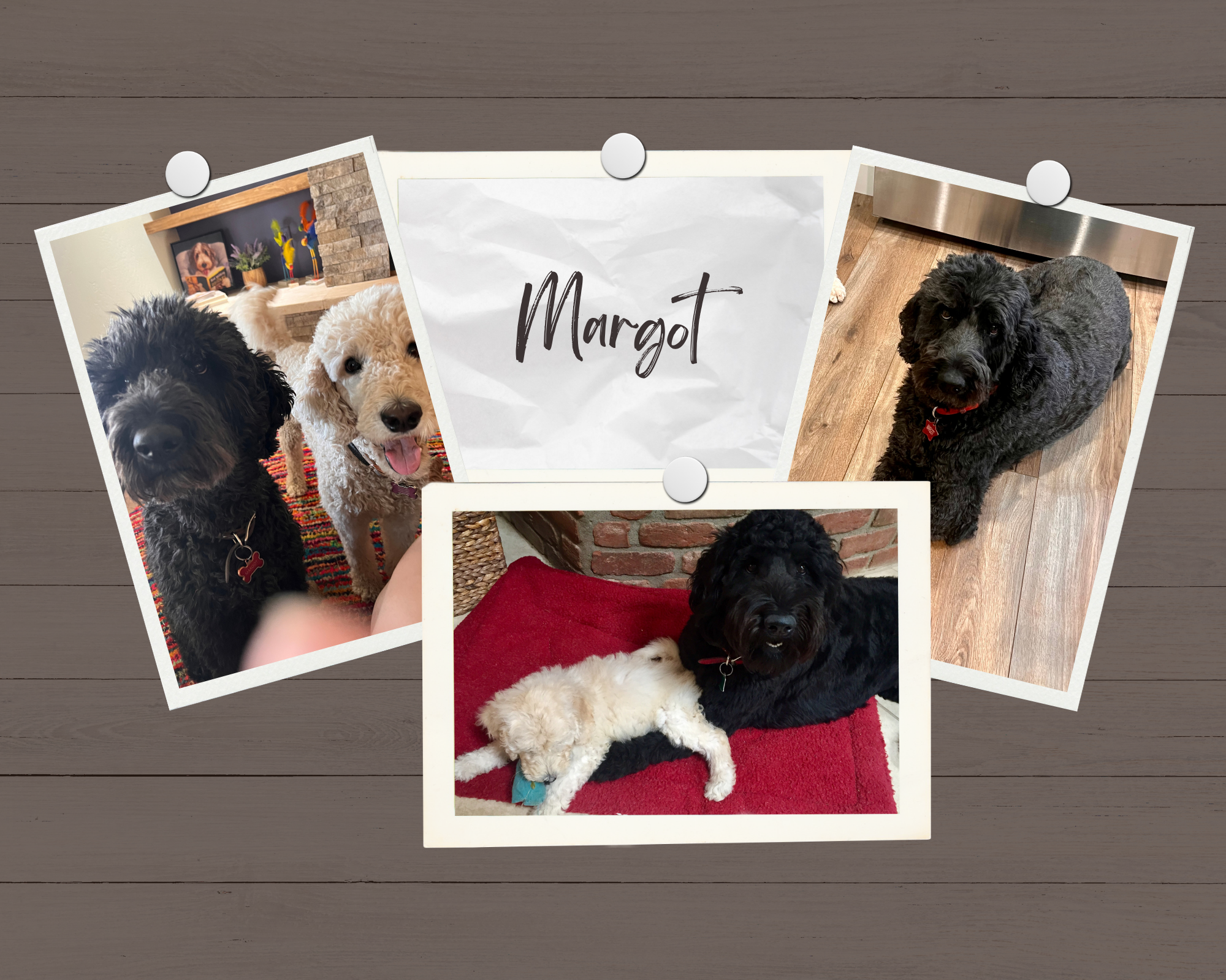 Polaroid-style photographs of a black poodle and a white poodle puppy displayed on a wooden surface.