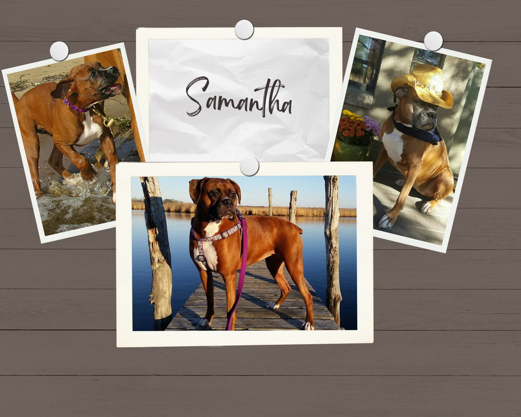 Collage of photos featuring a brown dog, with a white chest, wearing a purple collar and sitting by a pond on a dock, and another photo of the same dog wearing a straw hat and a bandana, sitting indoors near a window with potted flowers, with the name 'Samantha' written on a crumpled piece of paper in the center.